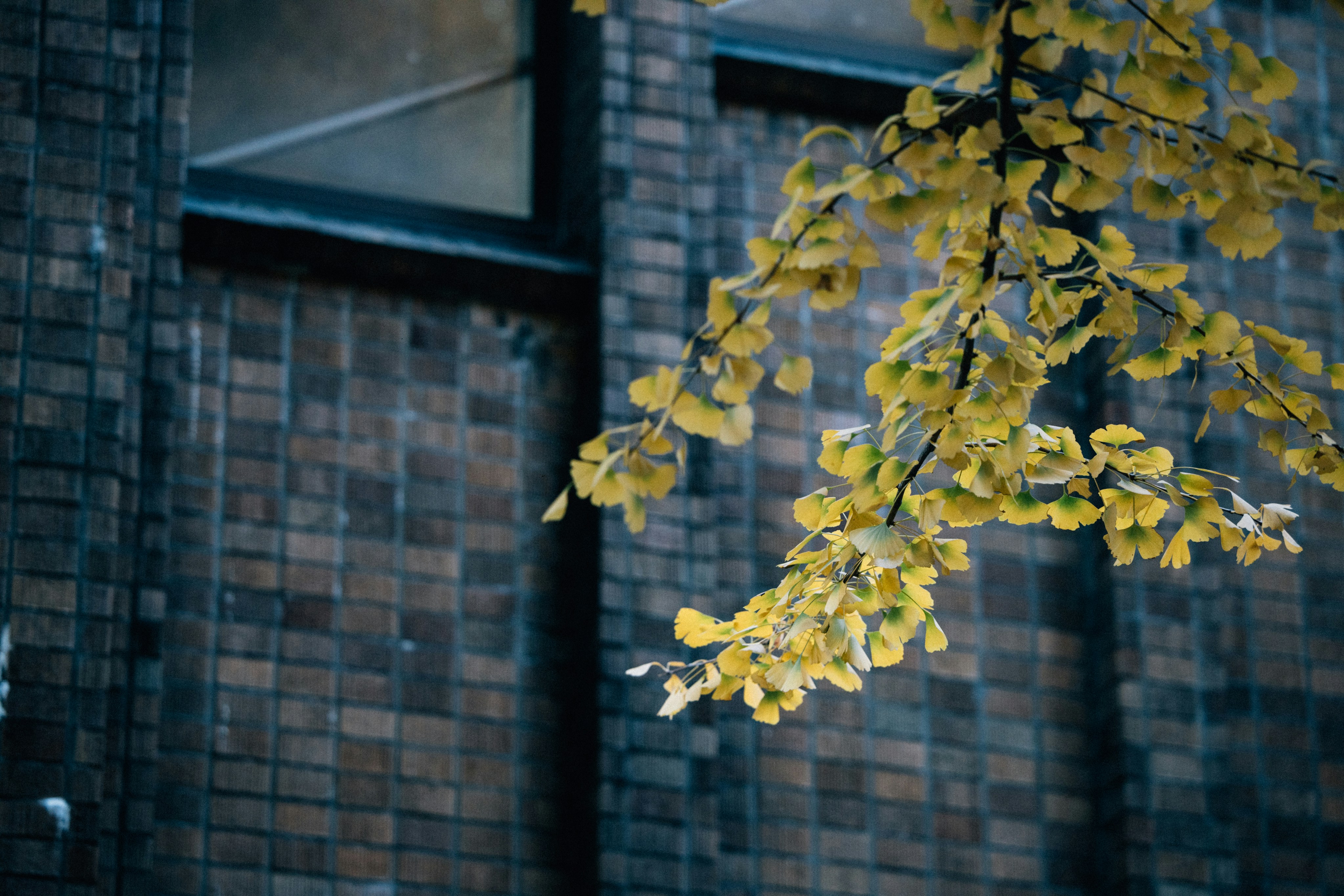 Photo by tsuyoshikozu