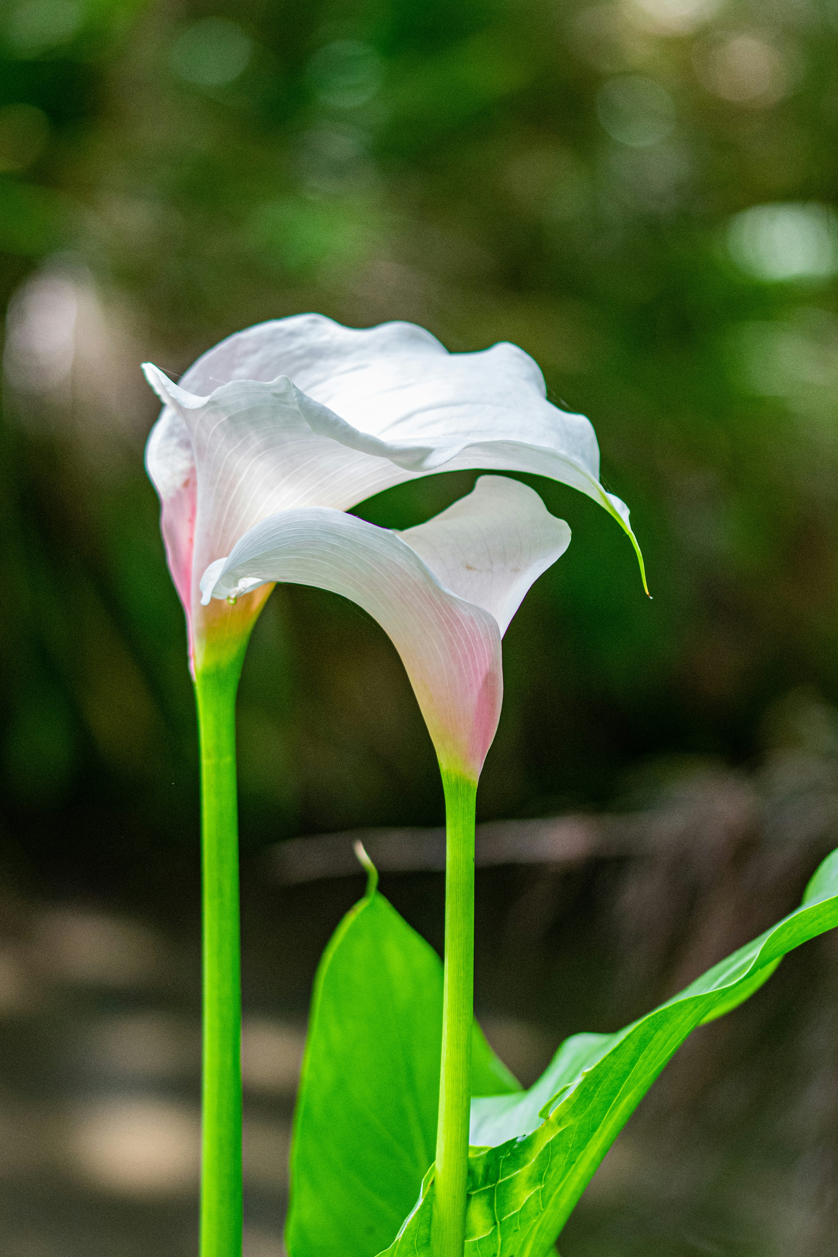 Photo by ellephant_photography