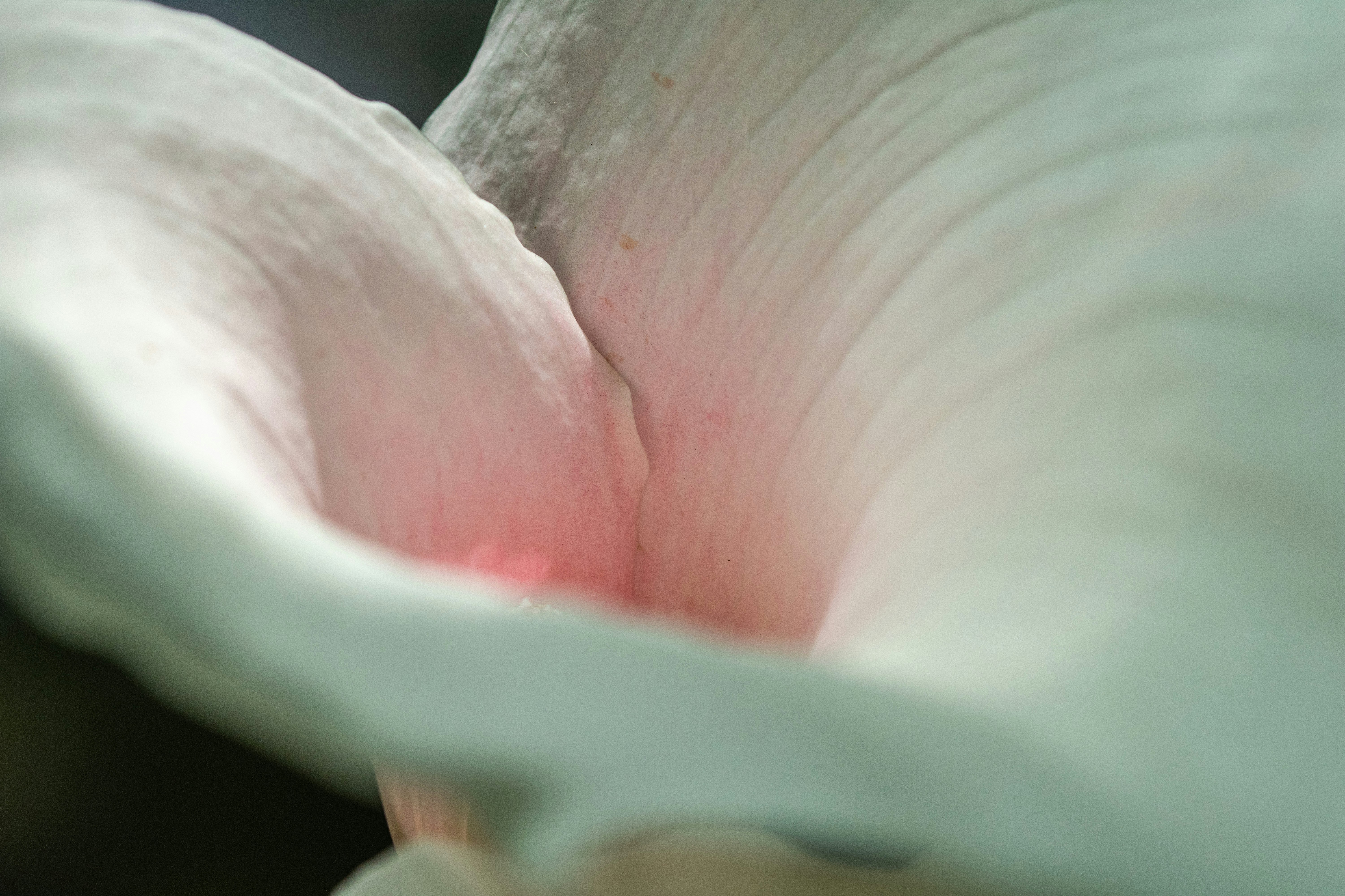 Close-up of white petals reveals pink center.