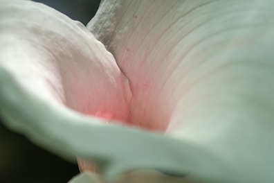 Close-up of white petals reveals pink center.