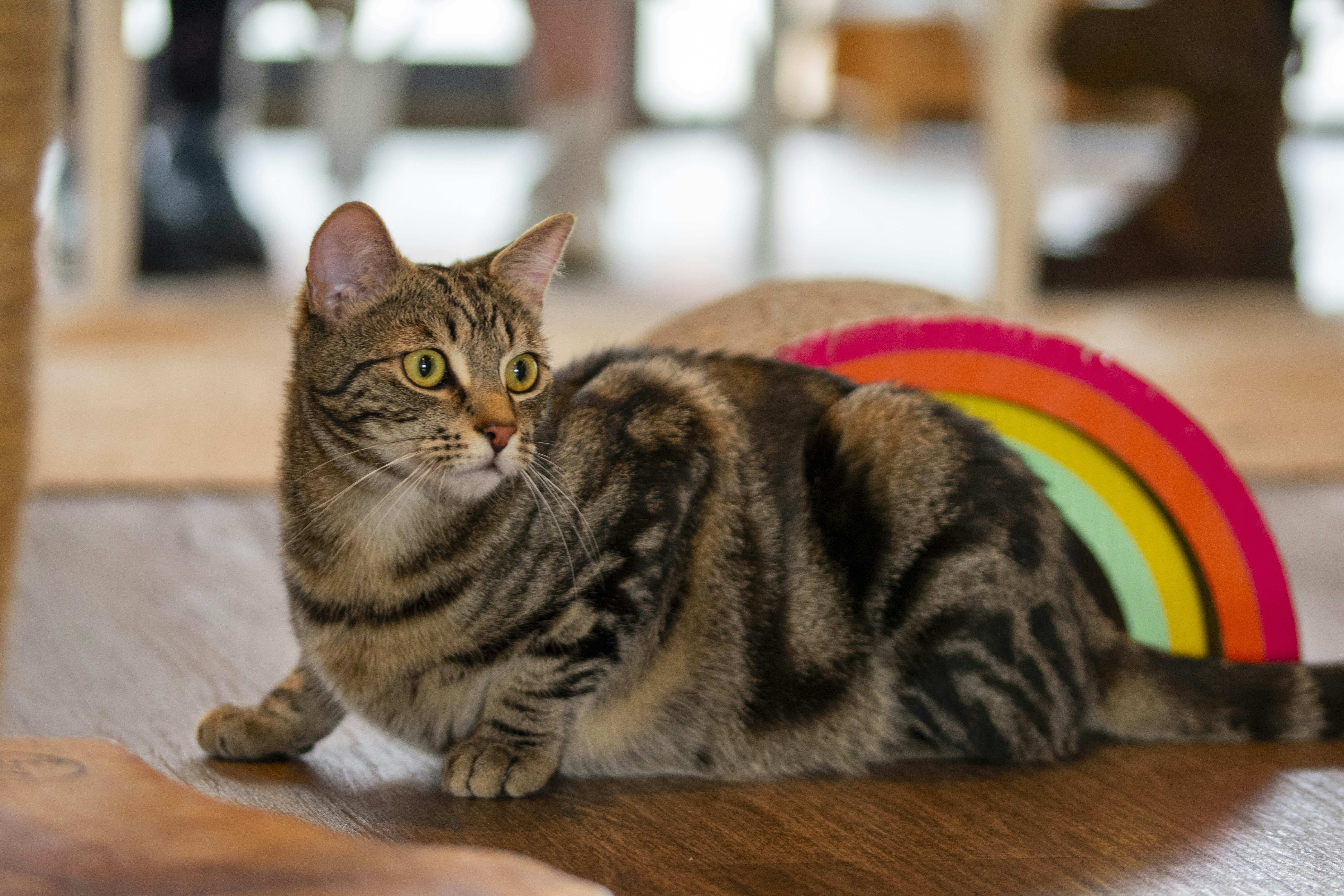 Paws Tucked Beneath — The Loaf of Comfort (image credits: unsplash)