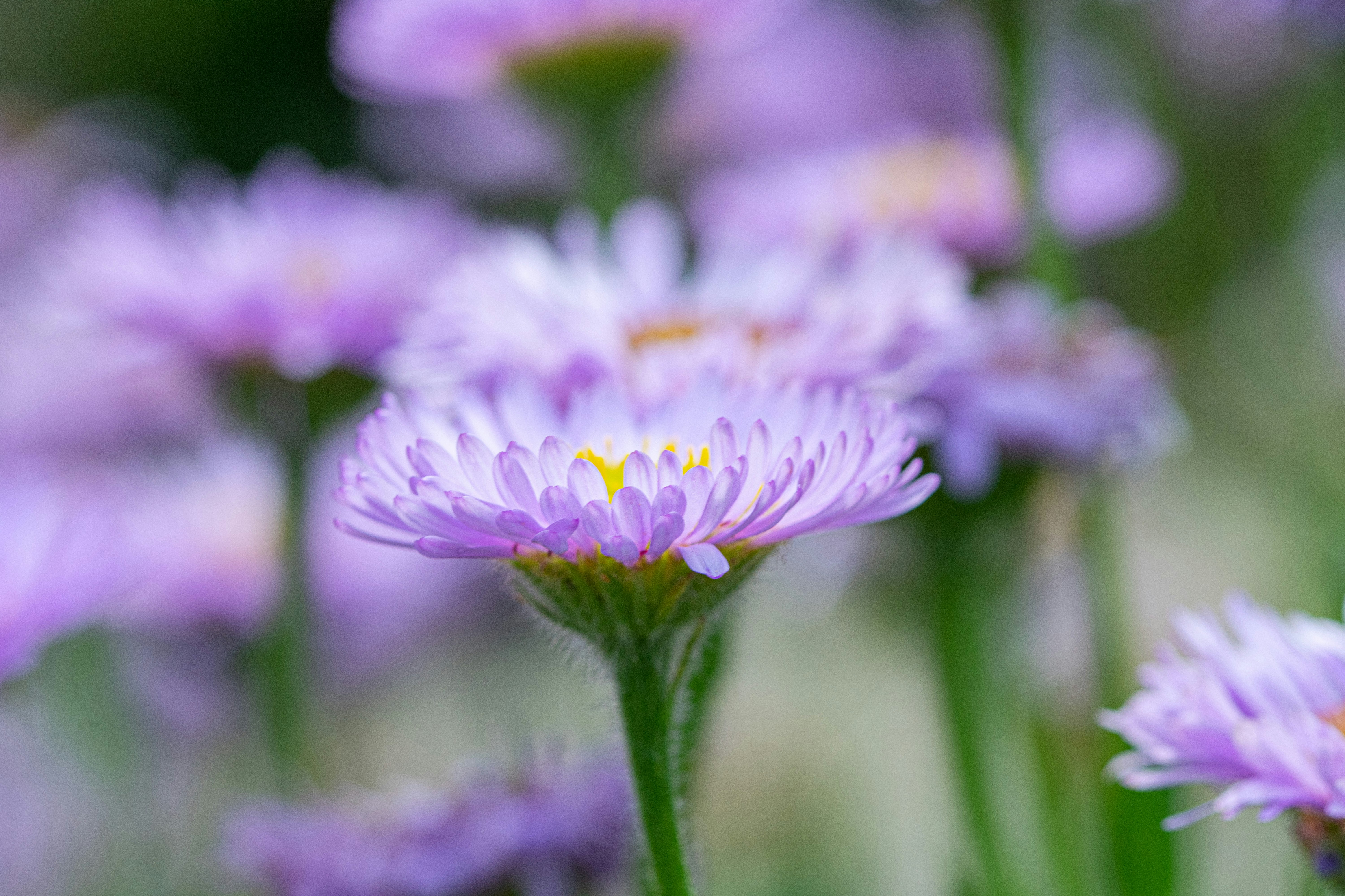 Photo by ellephant_photography