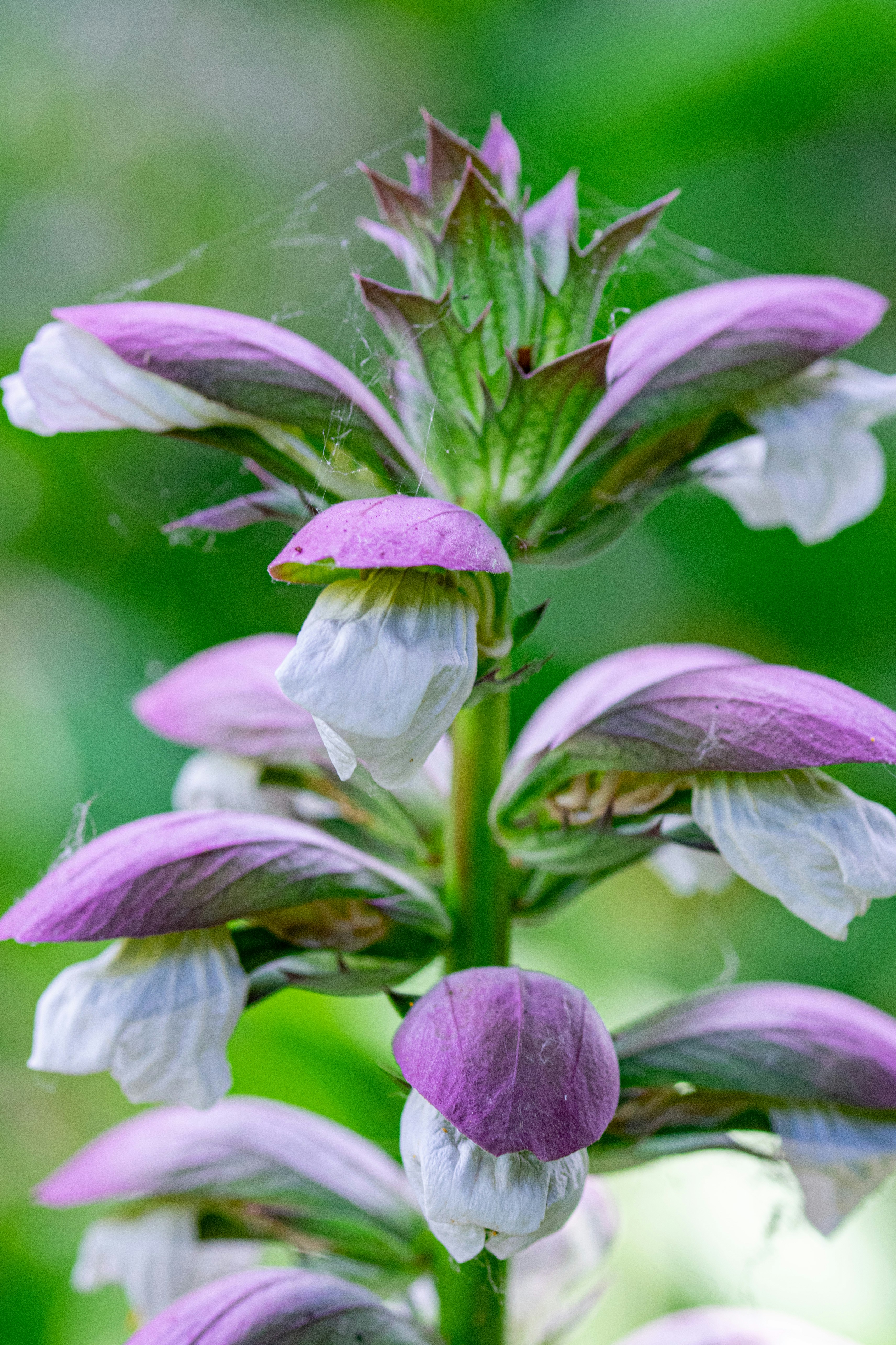 Photo by ellephant_photography