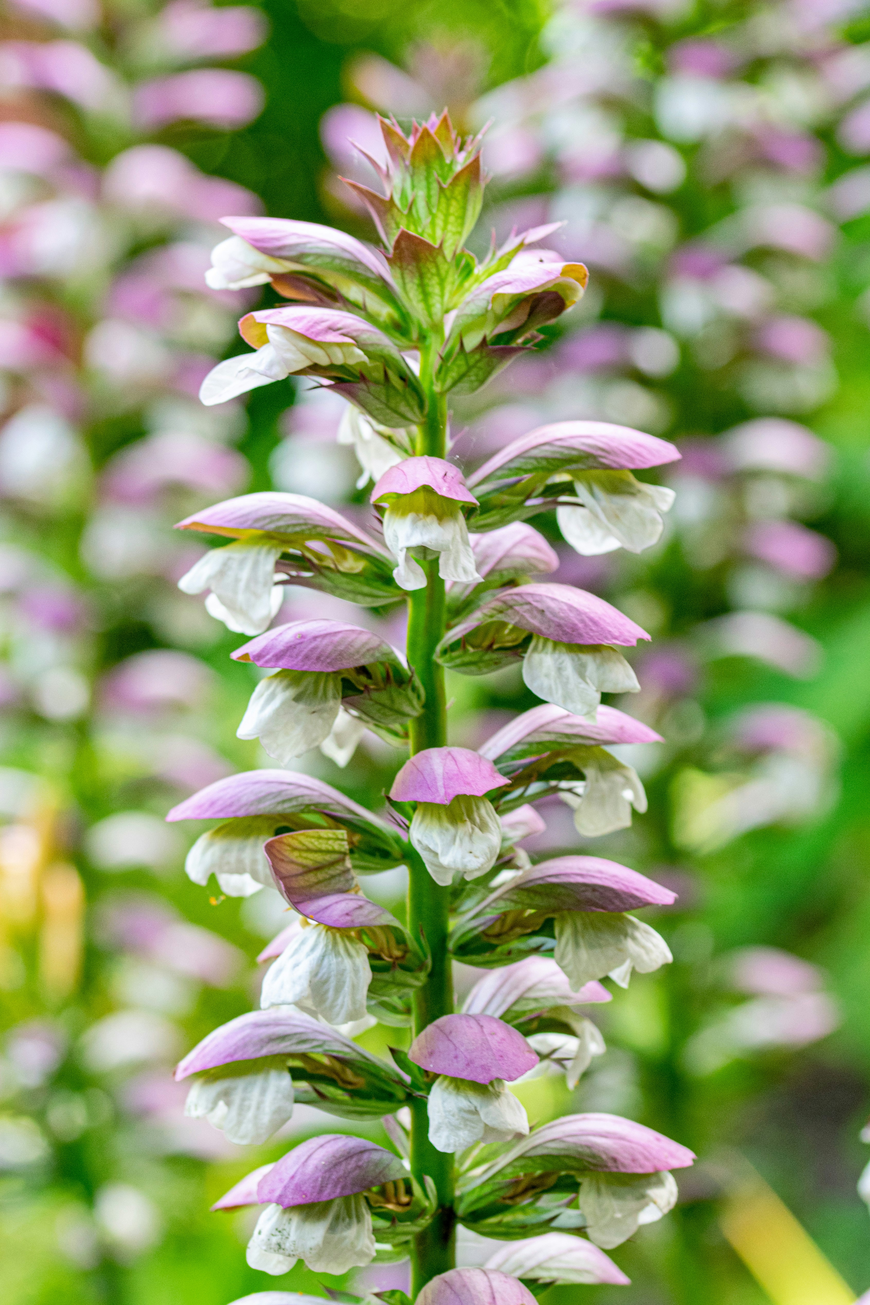 Photo by ellephant_photography