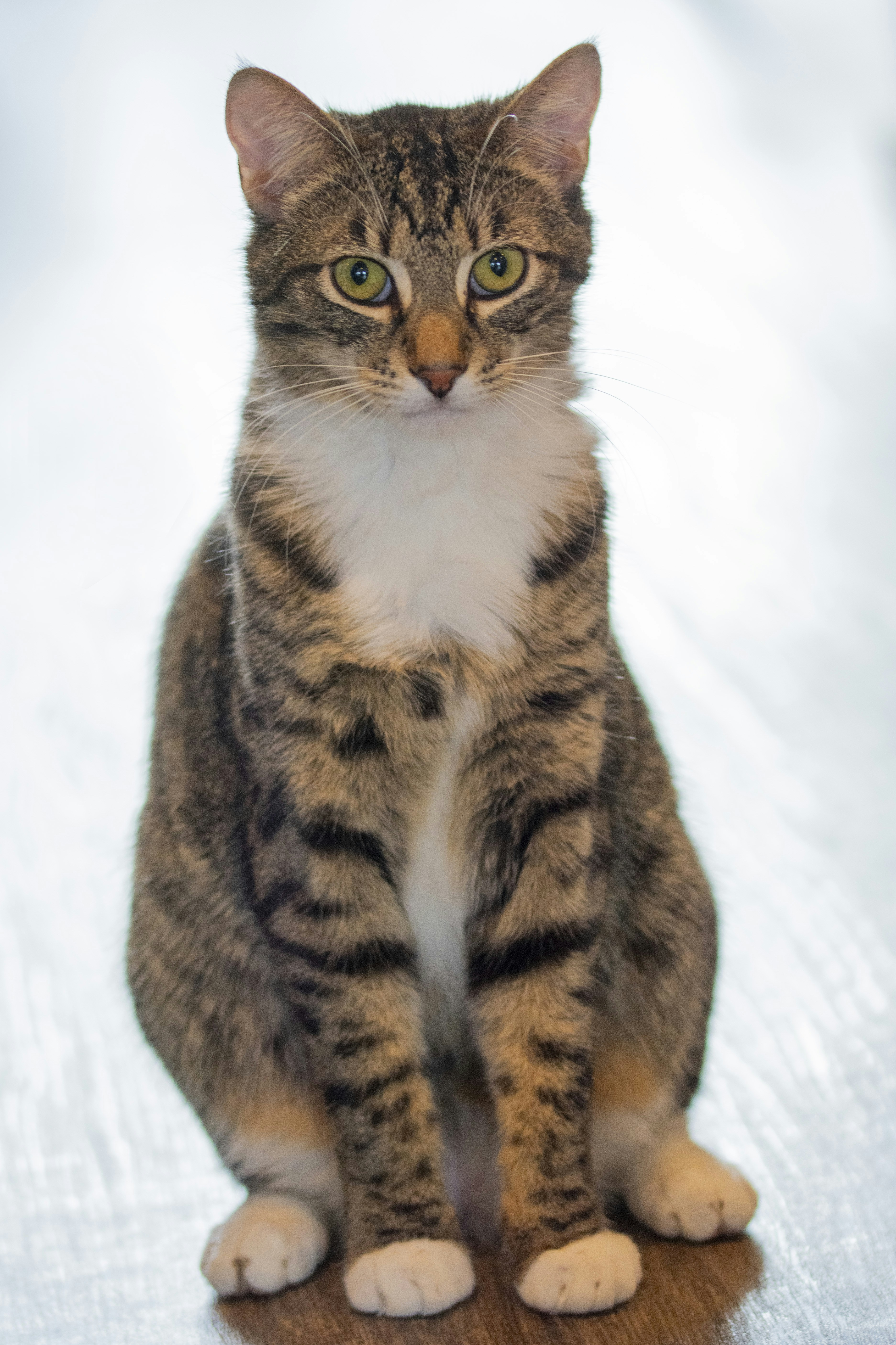 Thinking Cats Don’t Need Playtime (image credits: unsplash)