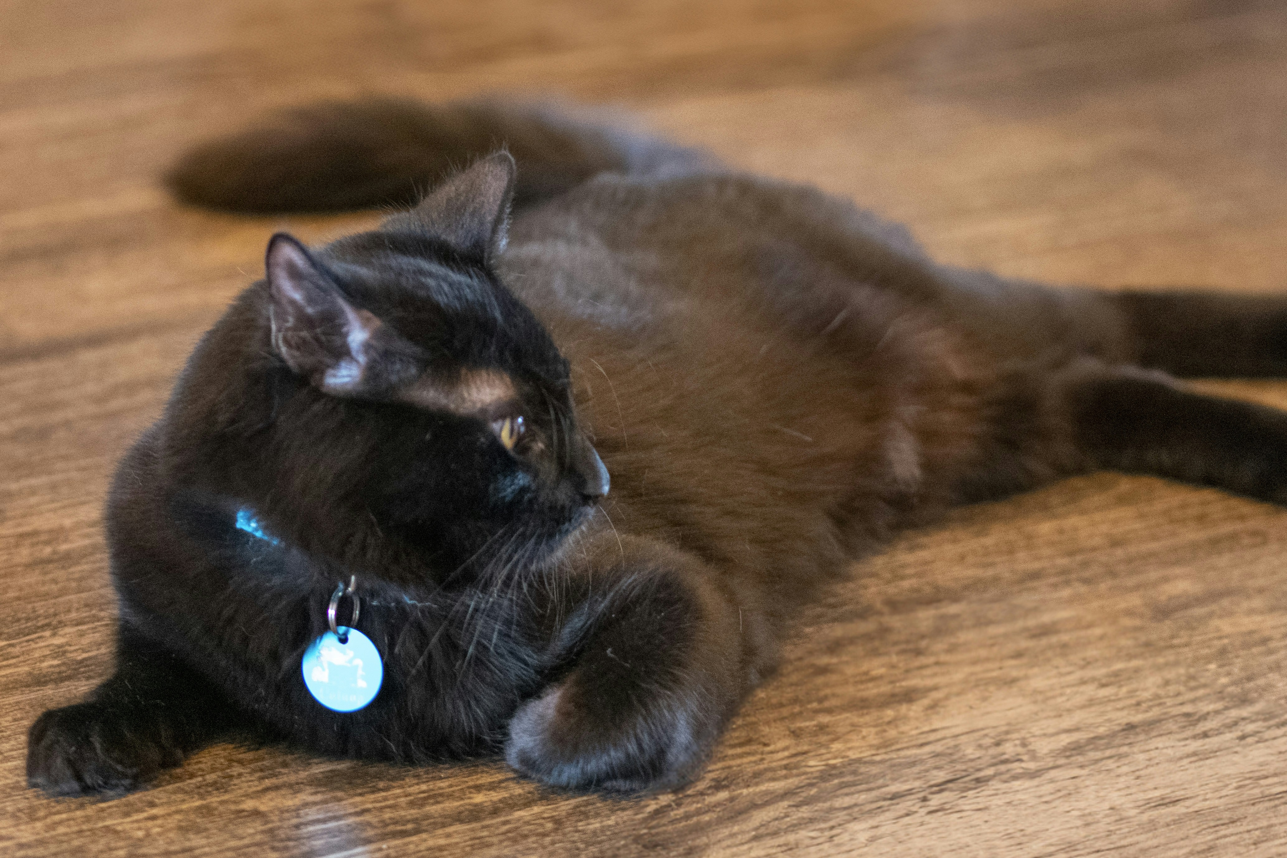 Black cat with a blue collar lounging.