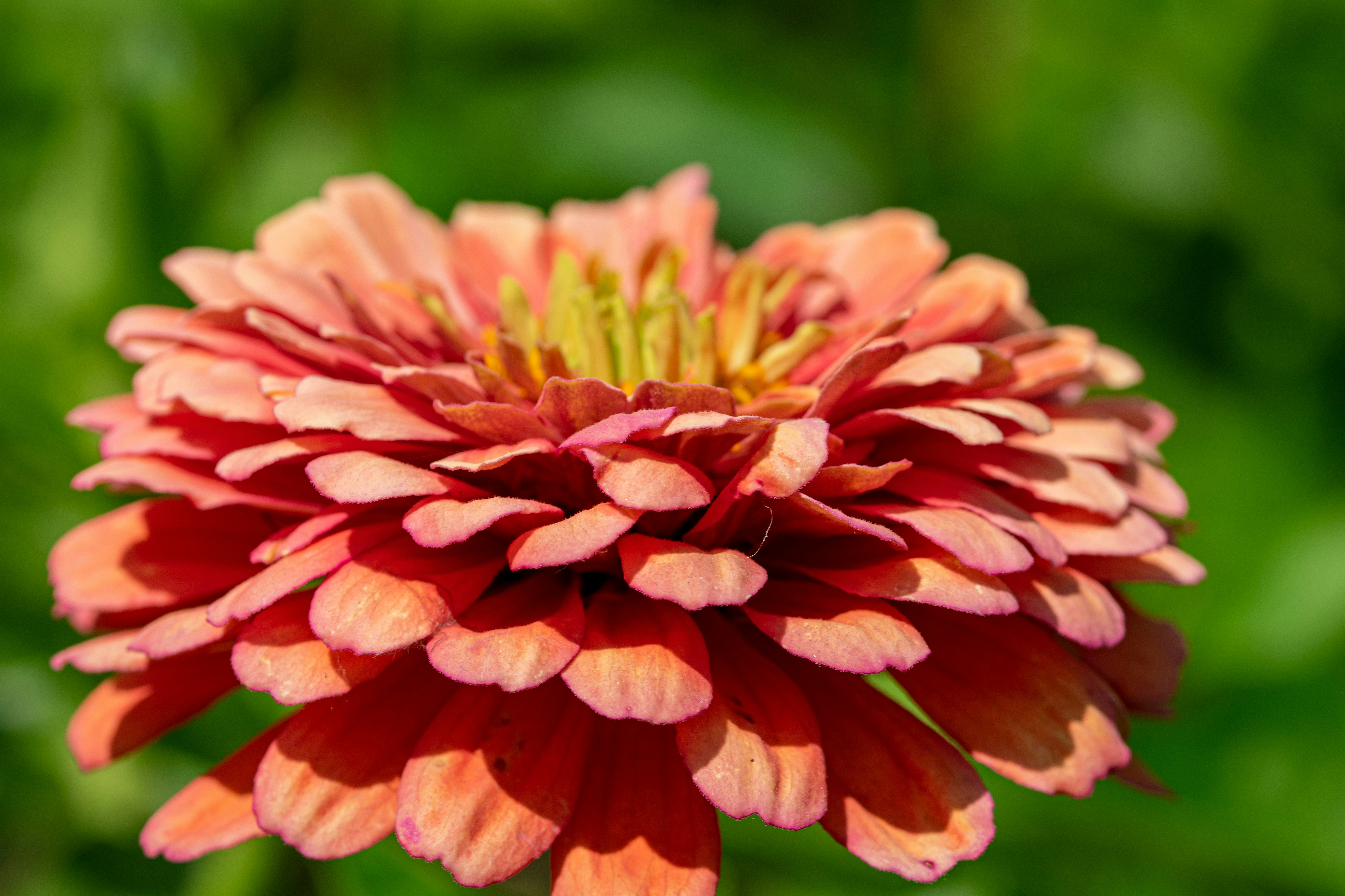 Uma bela flor de zínia floresce à luz do sol. foto – Imagem grátis sobre  Flor na Unsplash, image size:3000x2000