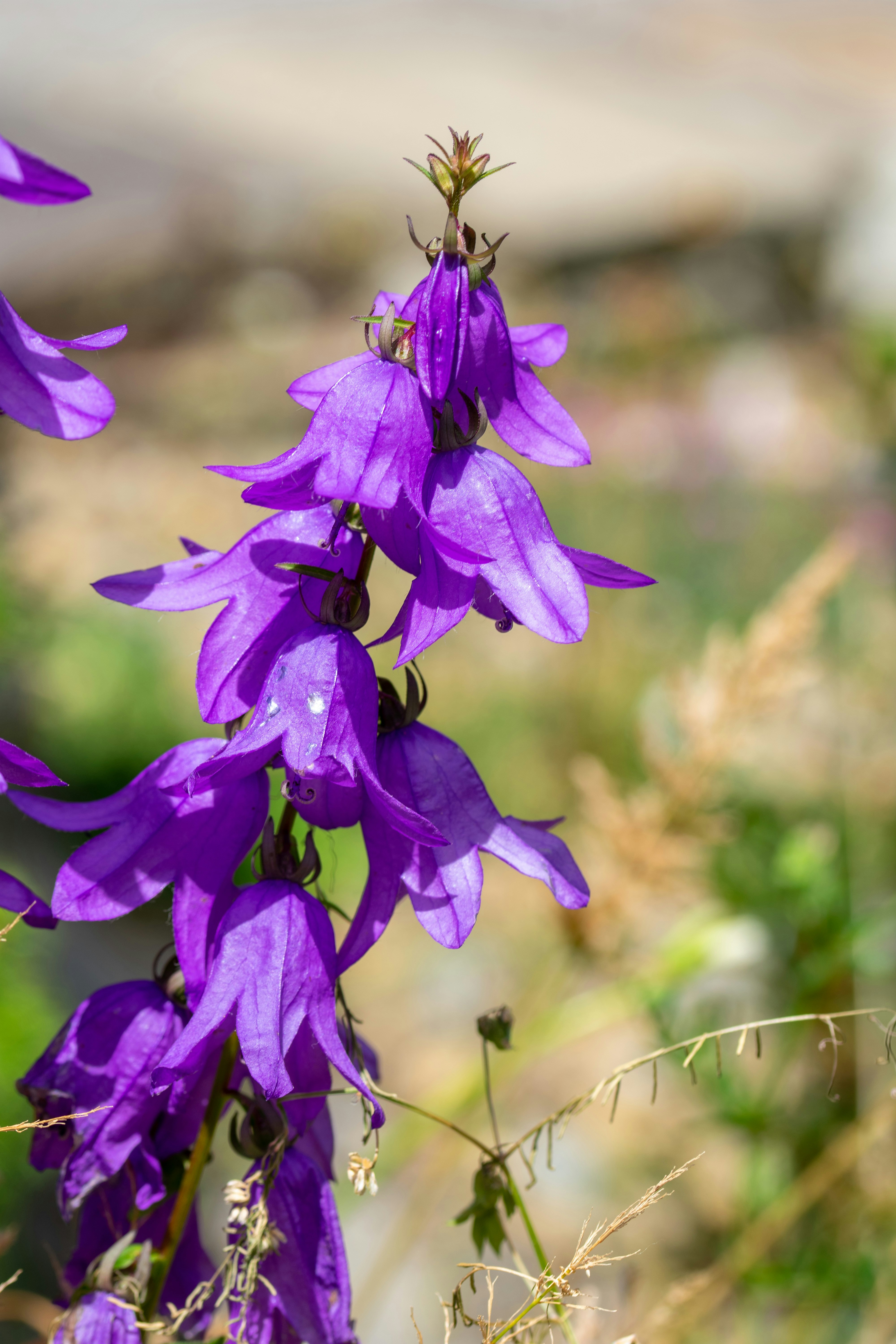 Photo by ellephant_photography