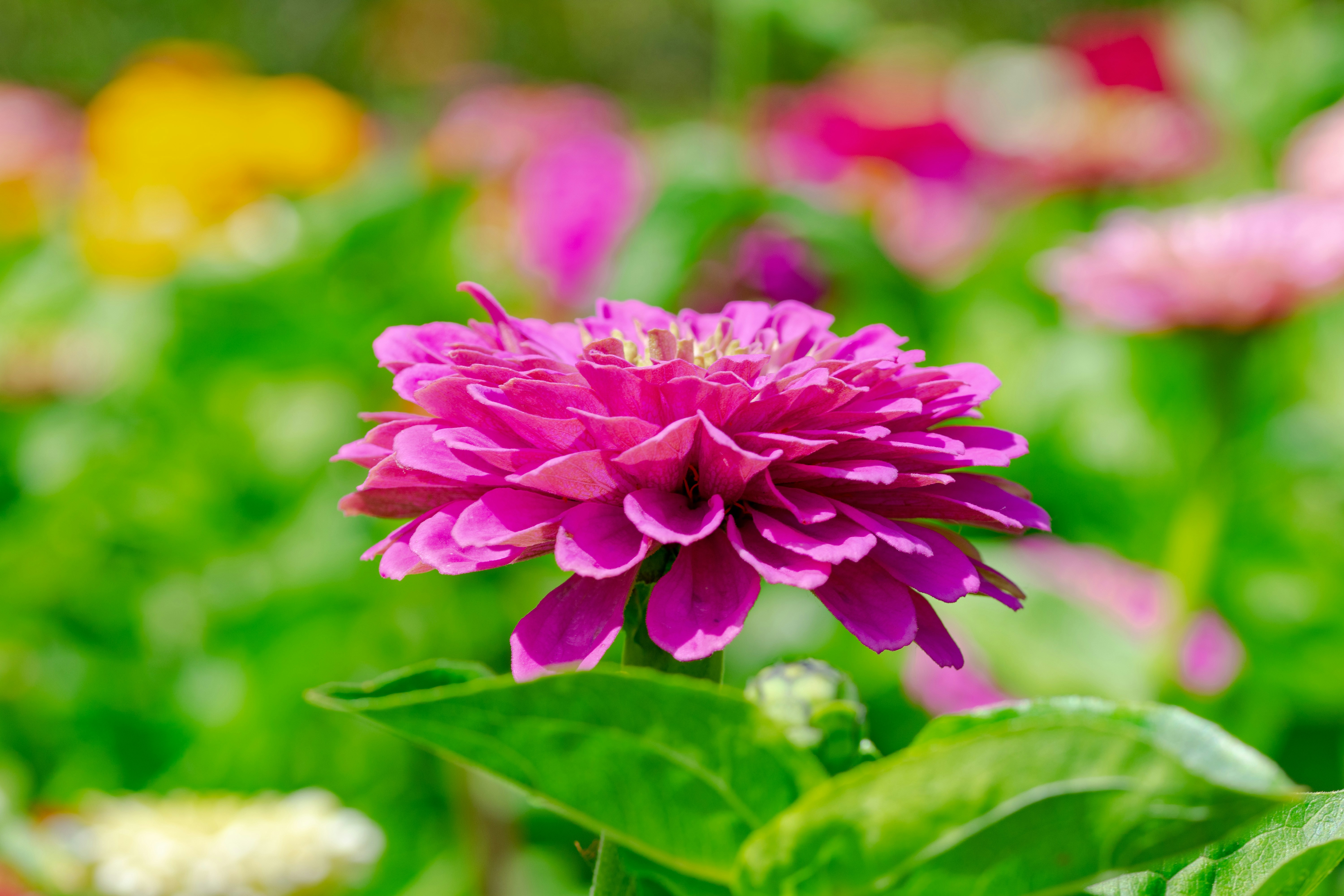 Photo by ellephant_photography