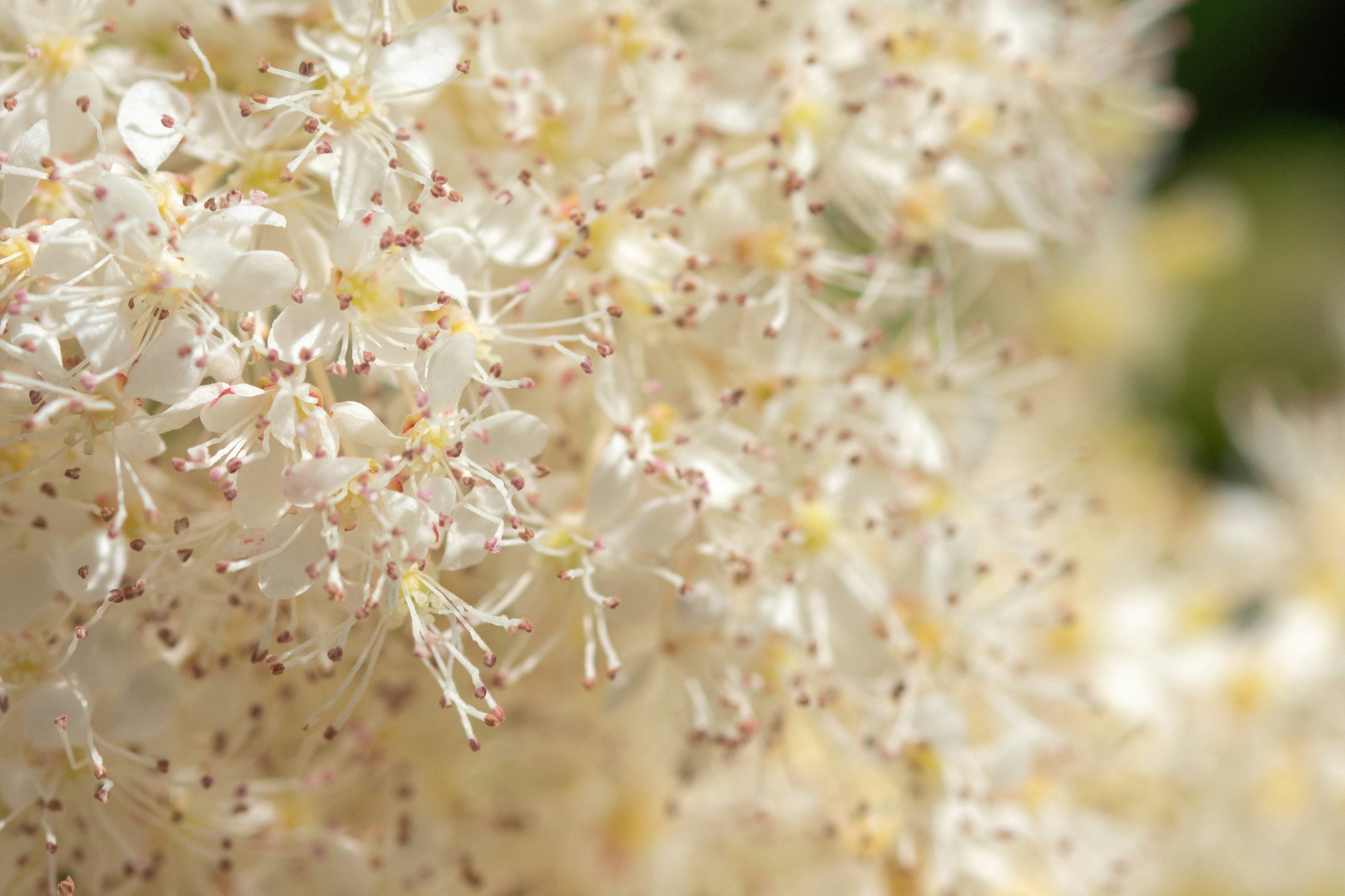 Photo by ellephant_photography