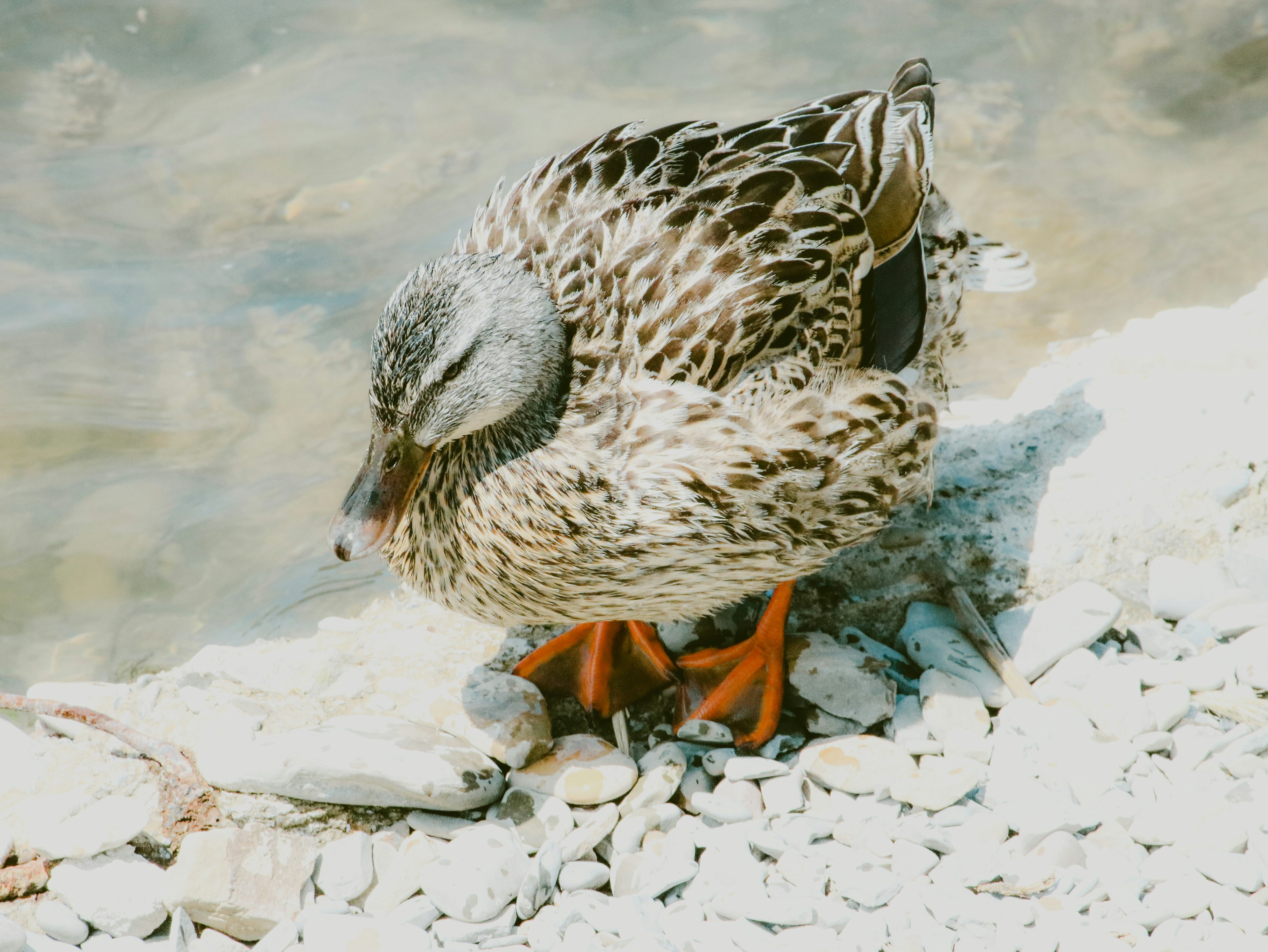 A duck is resting beside the water's edge.