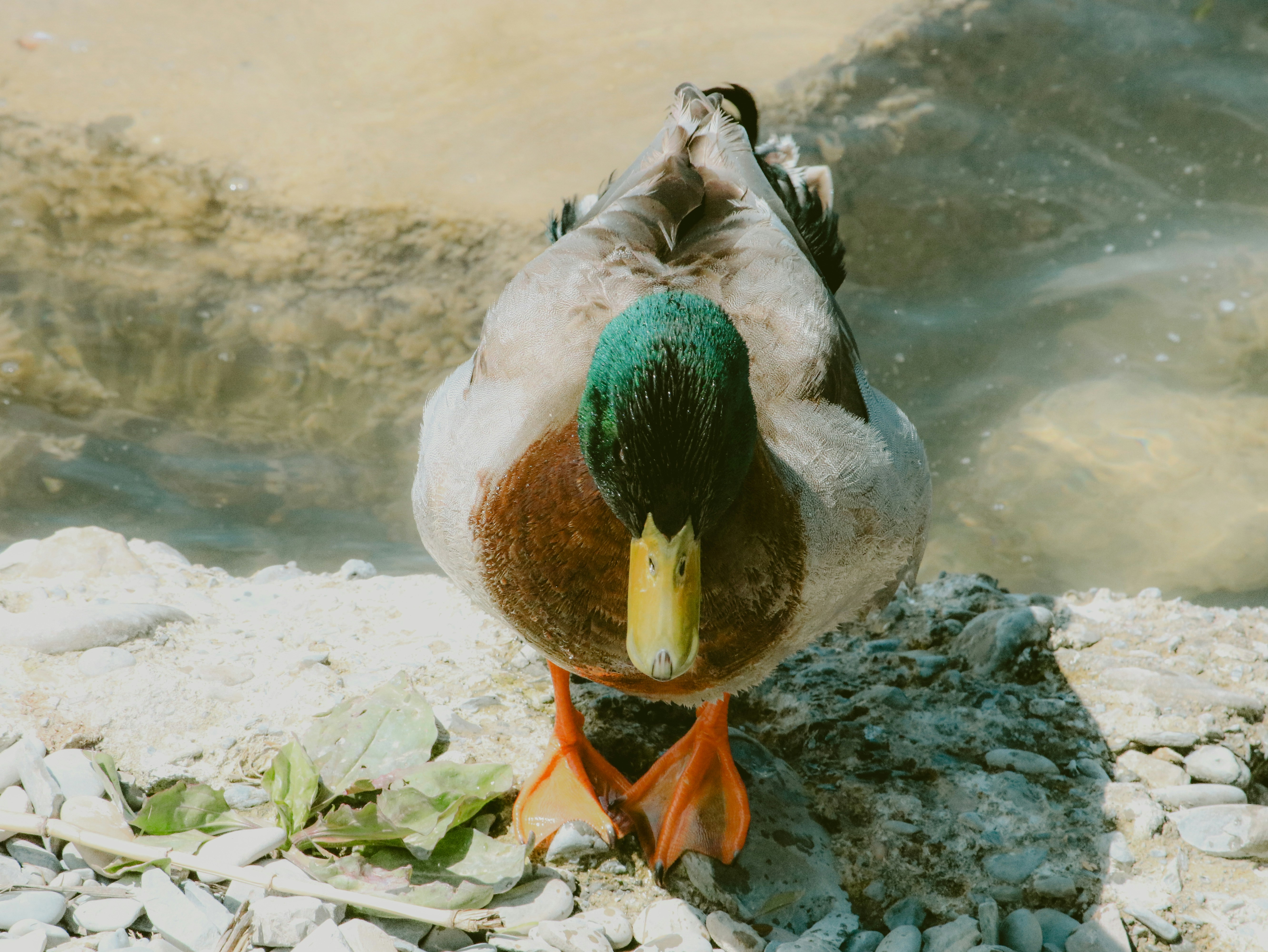 A duck stares directly into the camera.