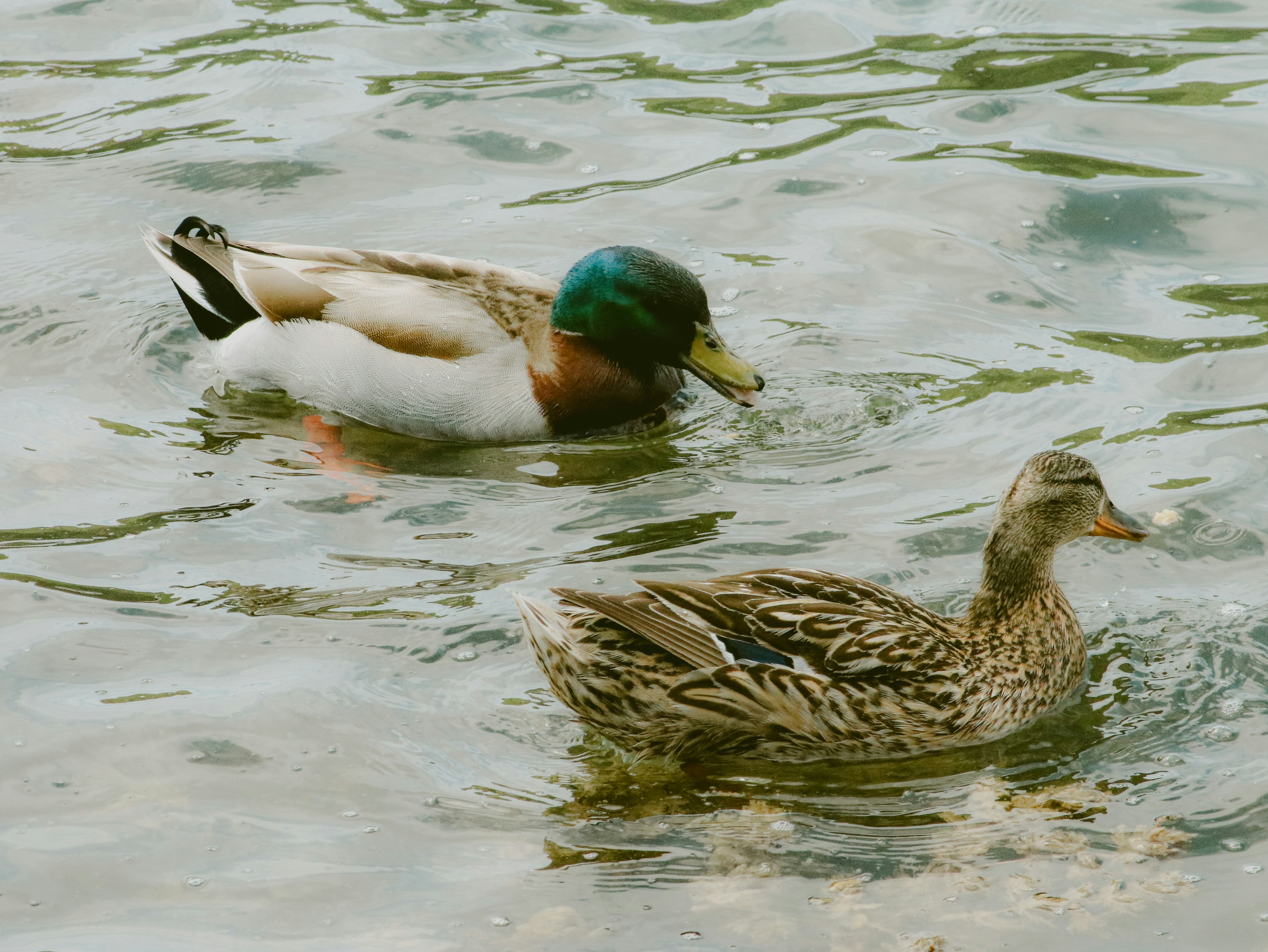 Two ducks are swimming in the water.