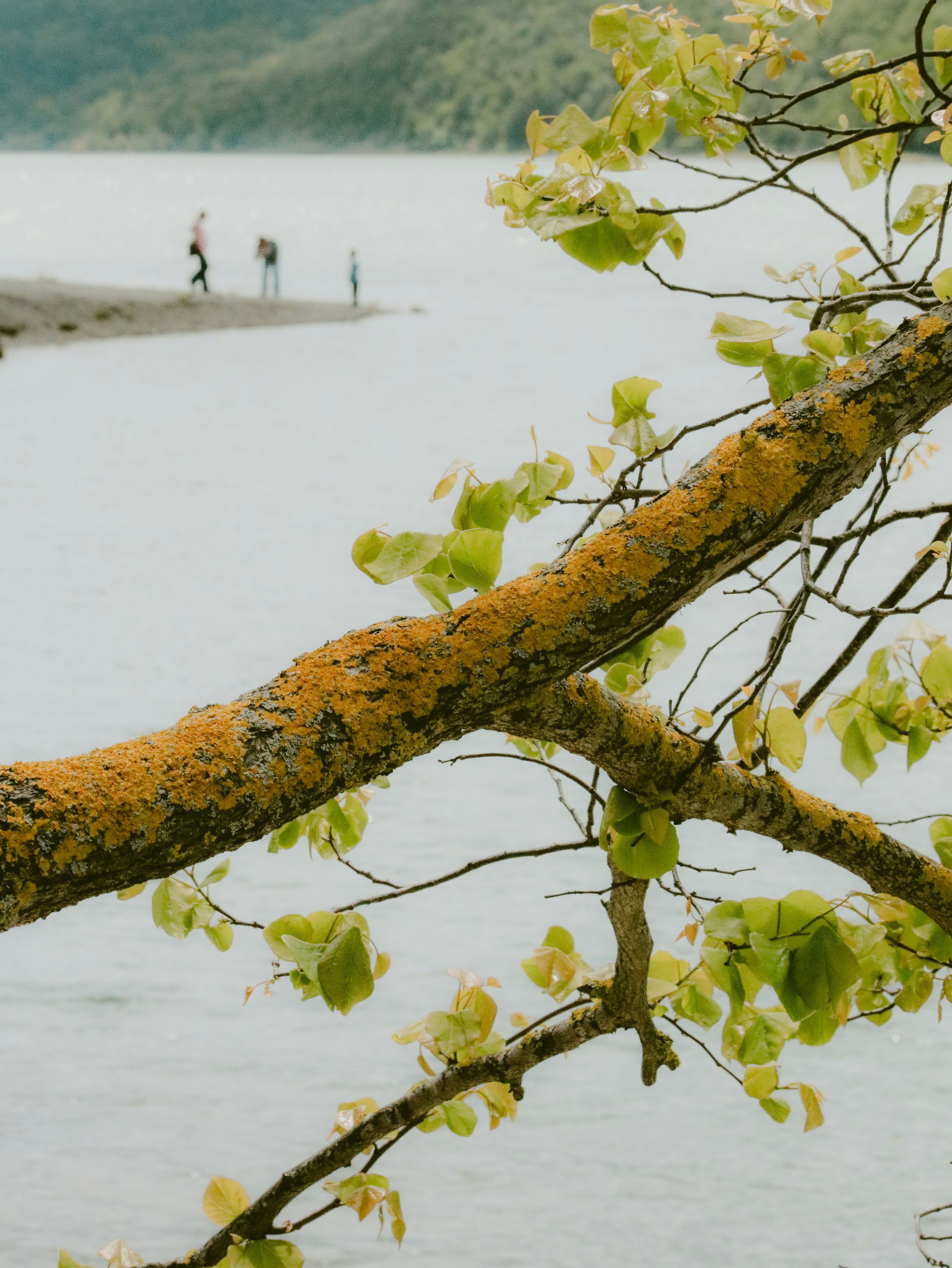 Lichen-covered branch with lake and people in background.