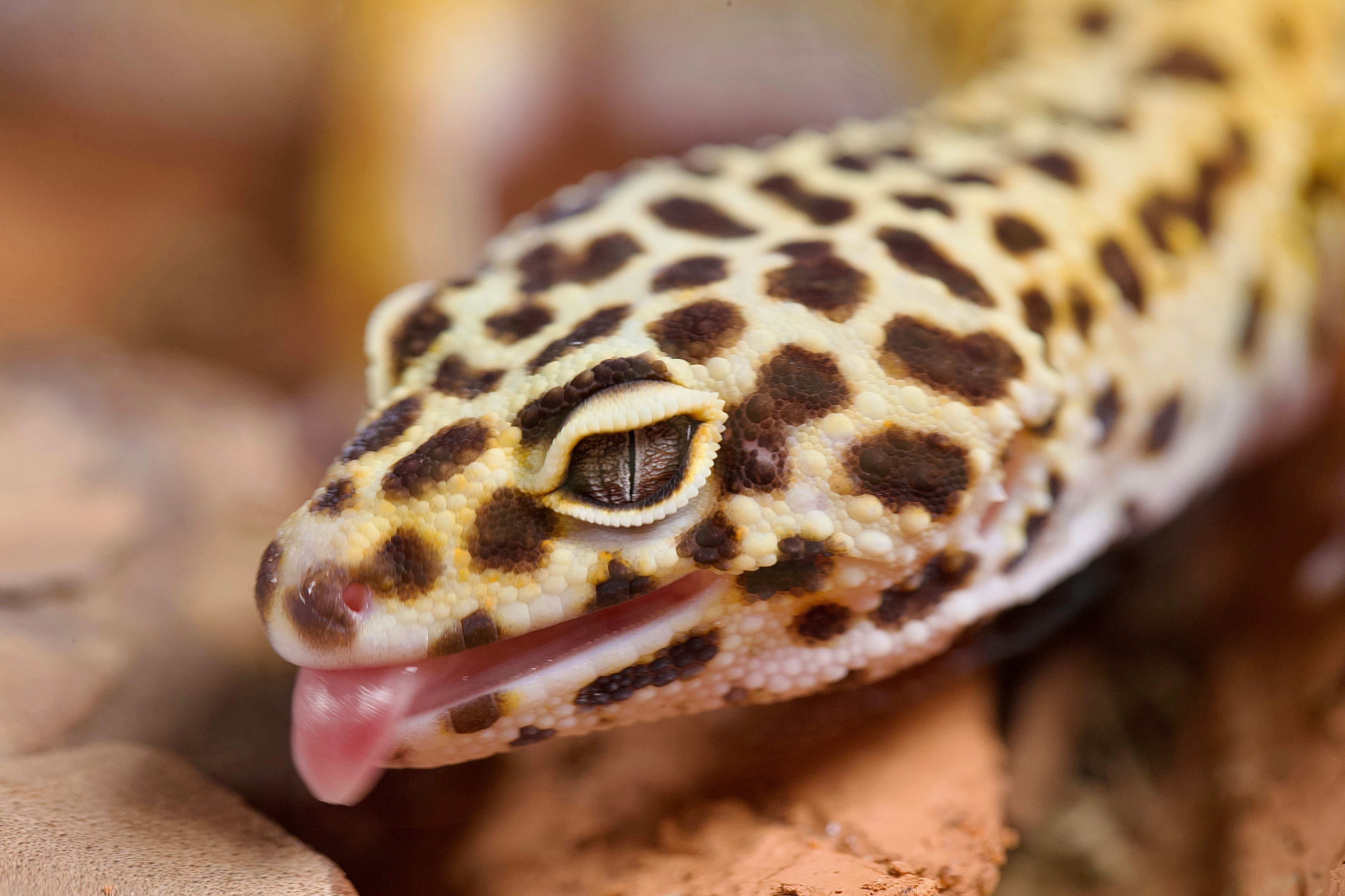 Research Applications: Learning from Nature's Missile Systems (image credits: unsplash)