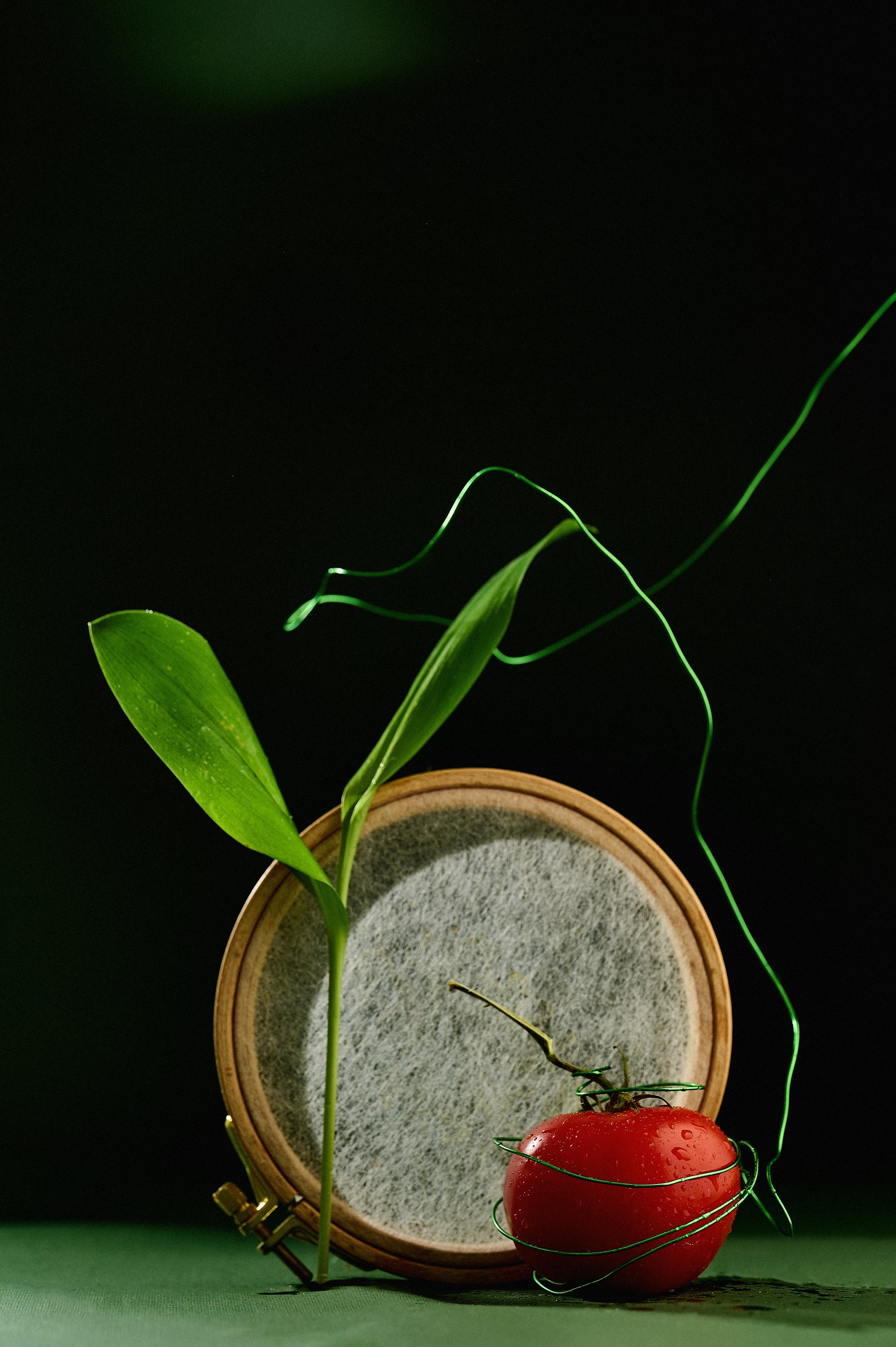 A tomato, plant, and wire arrangement.