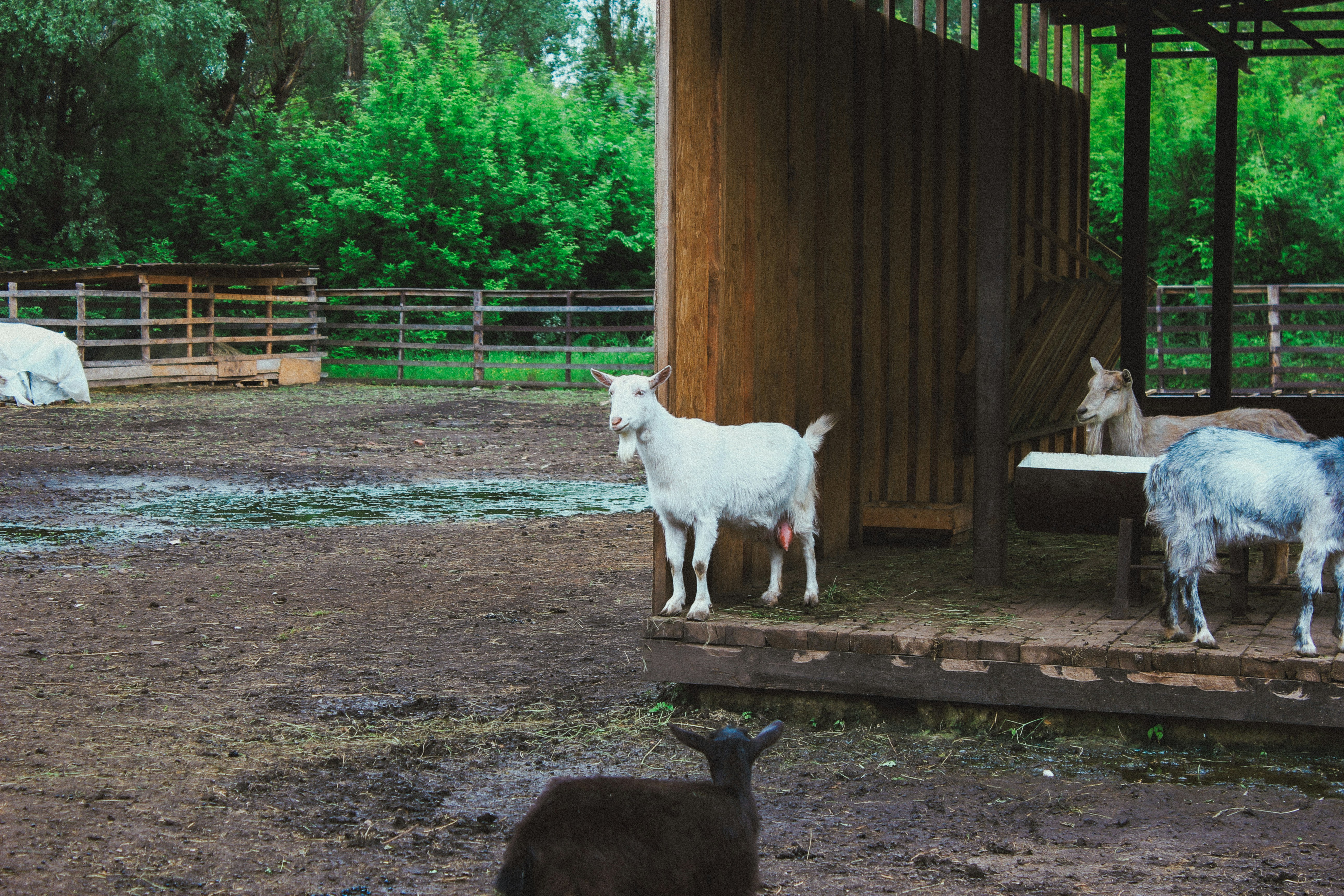 Goats in park