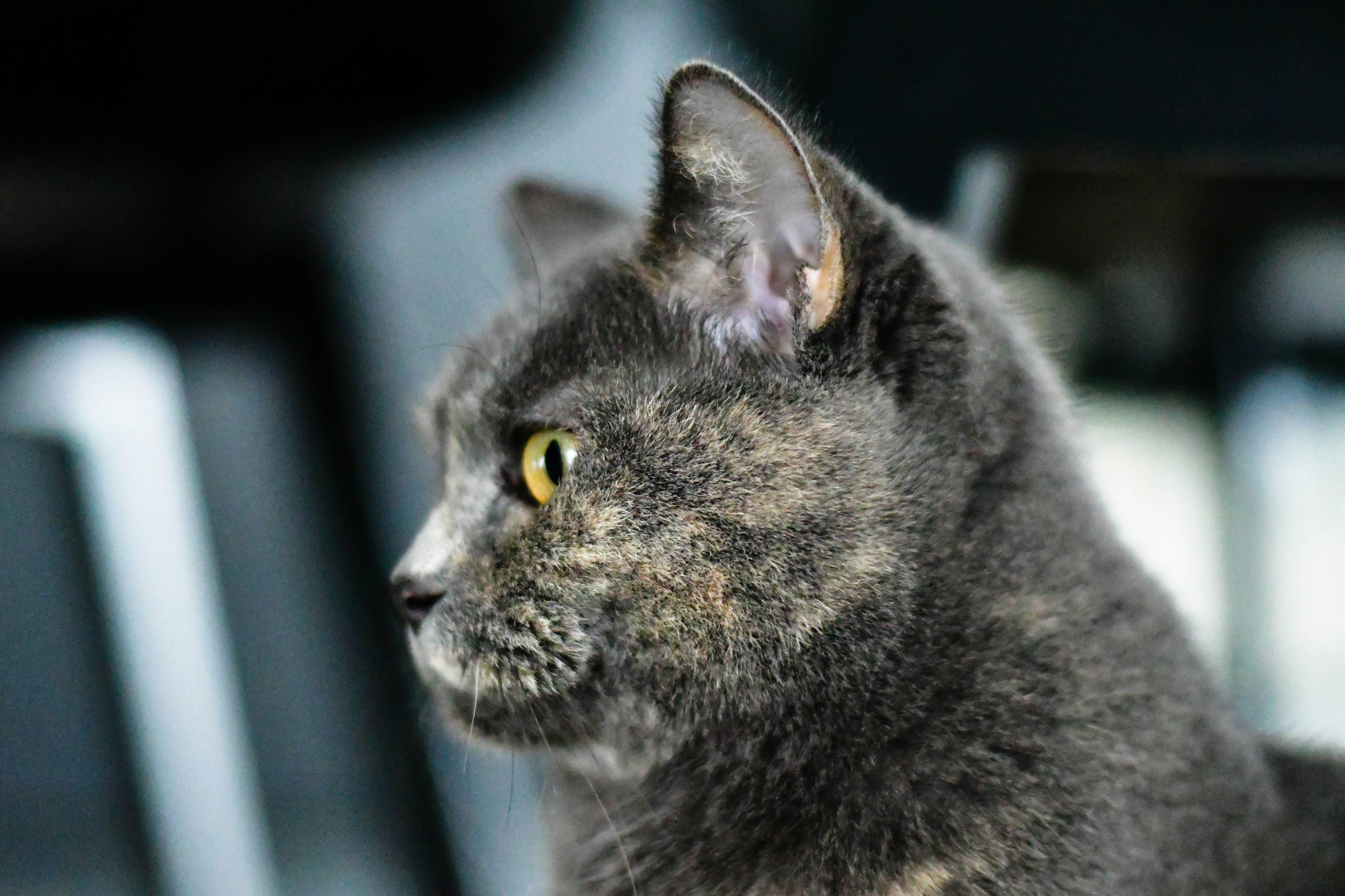 Photo by victordevos