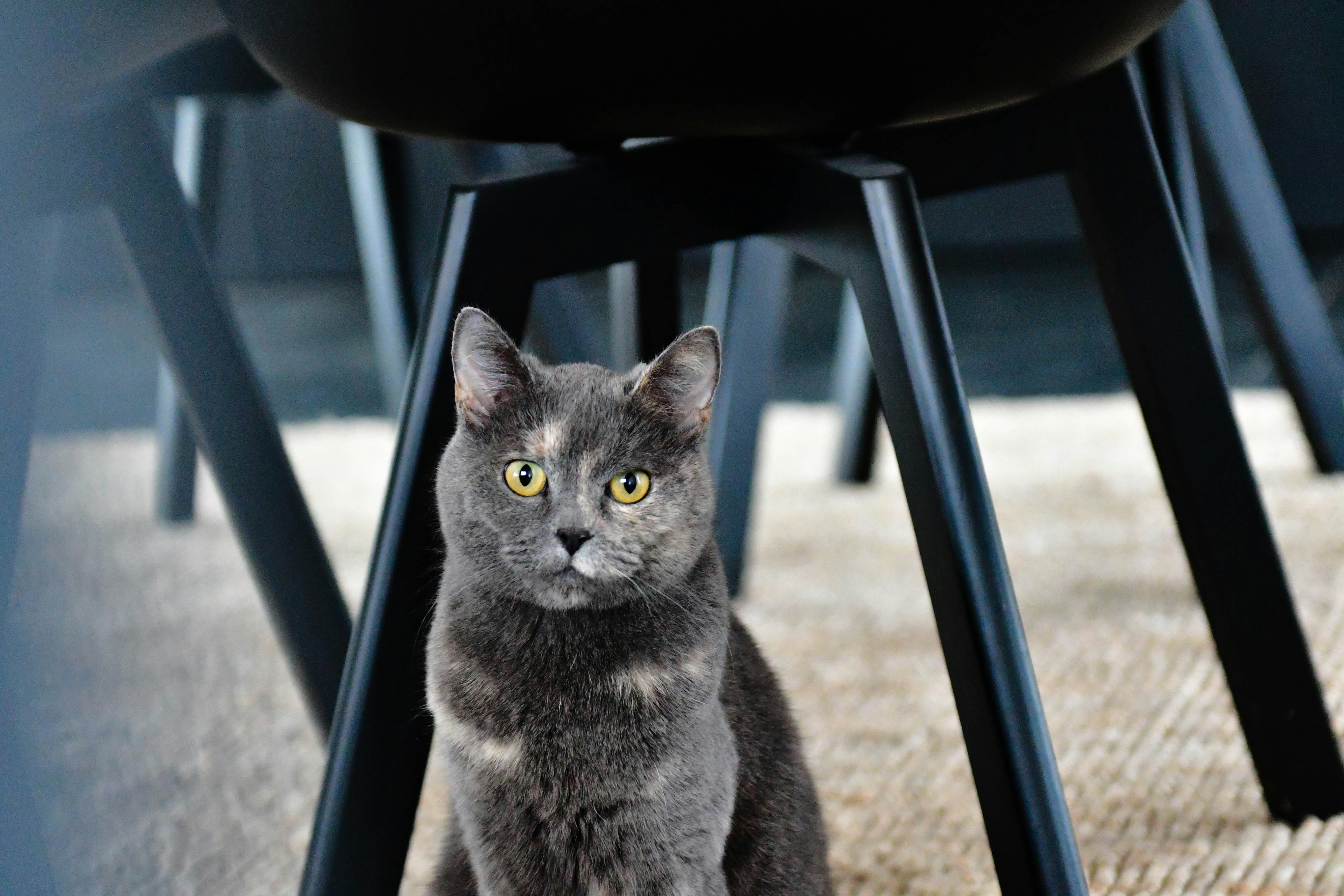 A gray cat sits underneath a chair.