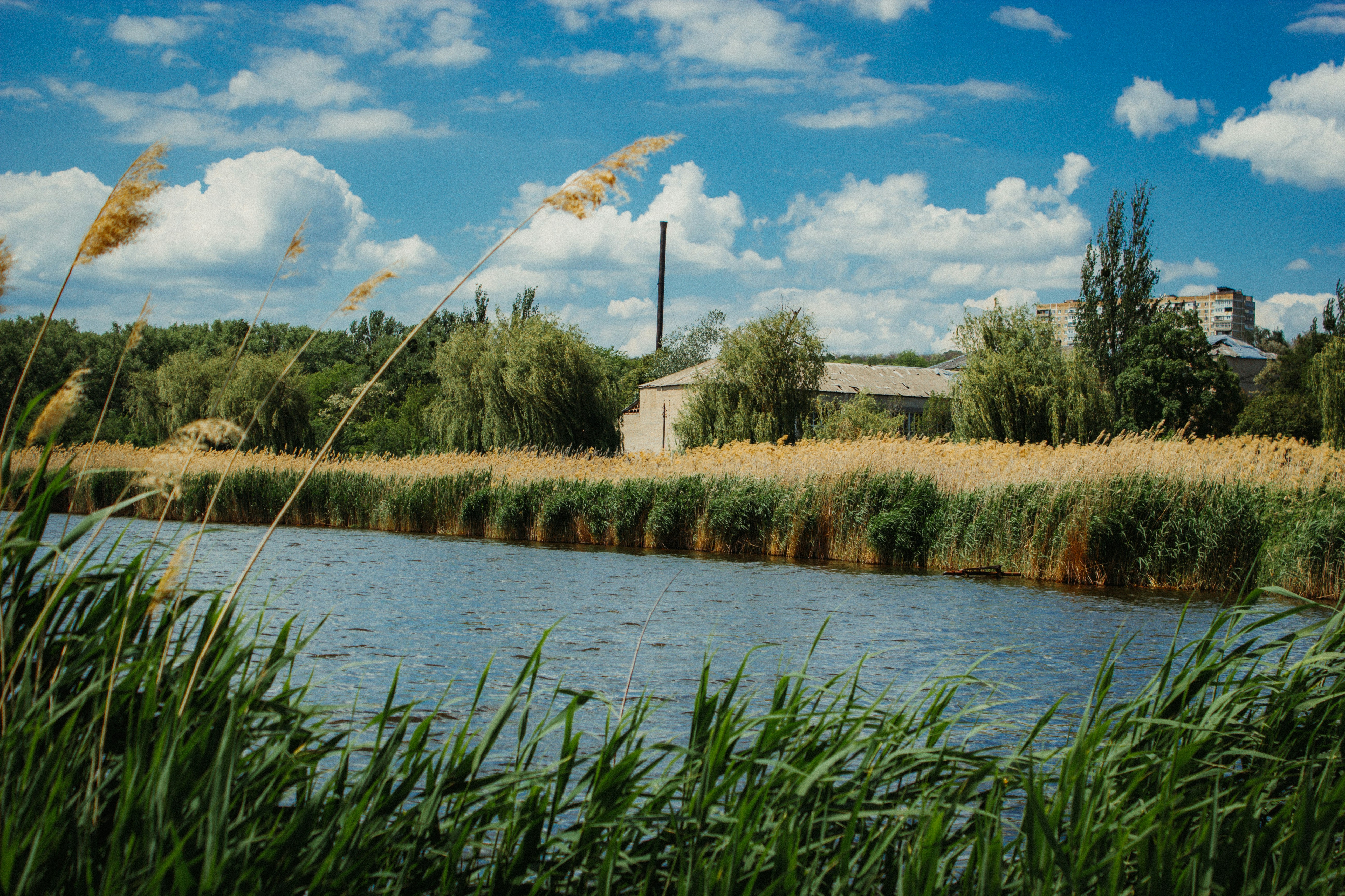 A serene lake scene with tall grass and greenery.