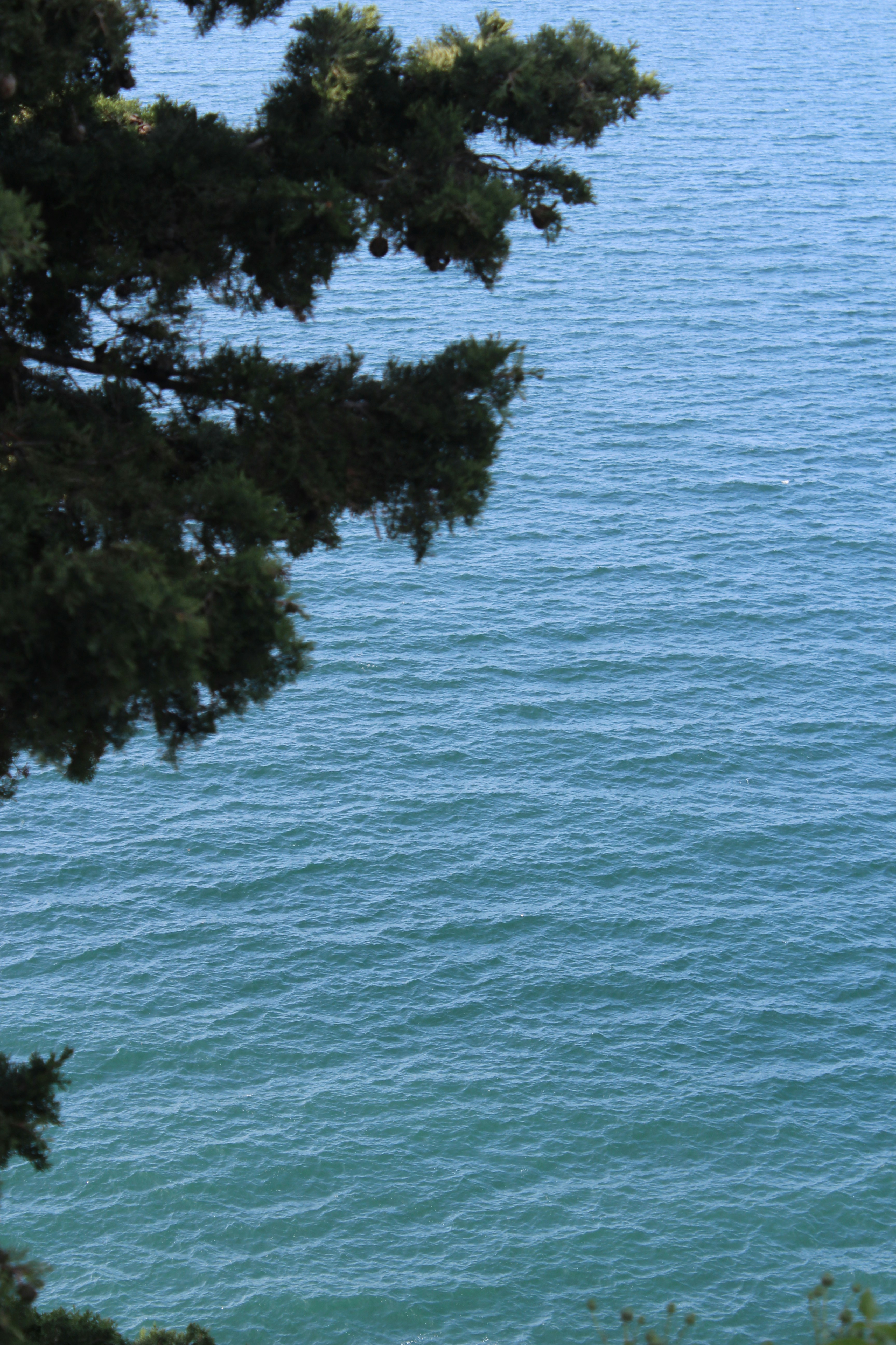 Ocean waves below leafy tree branches.