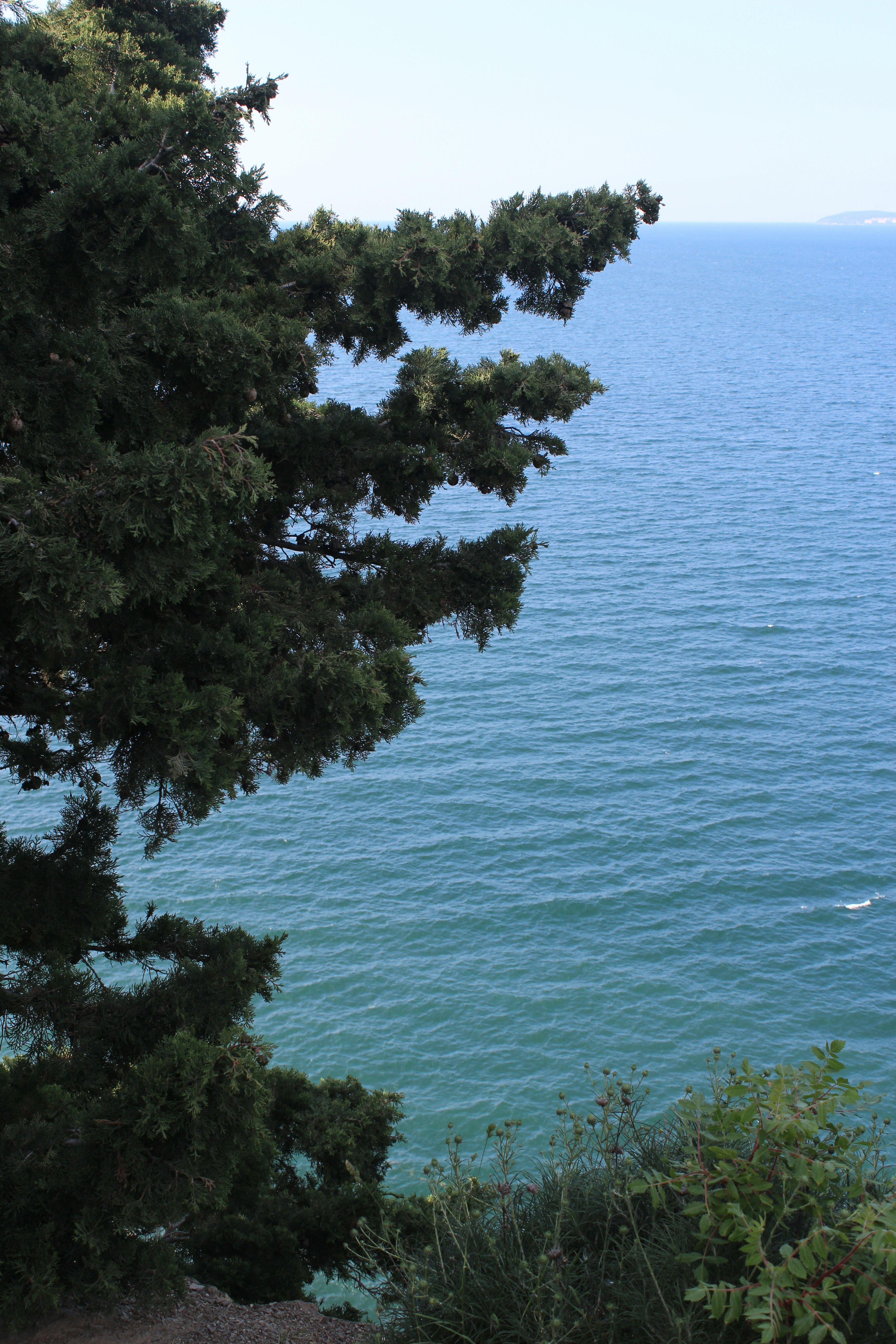 Trees overlook a calm, blue ocean.