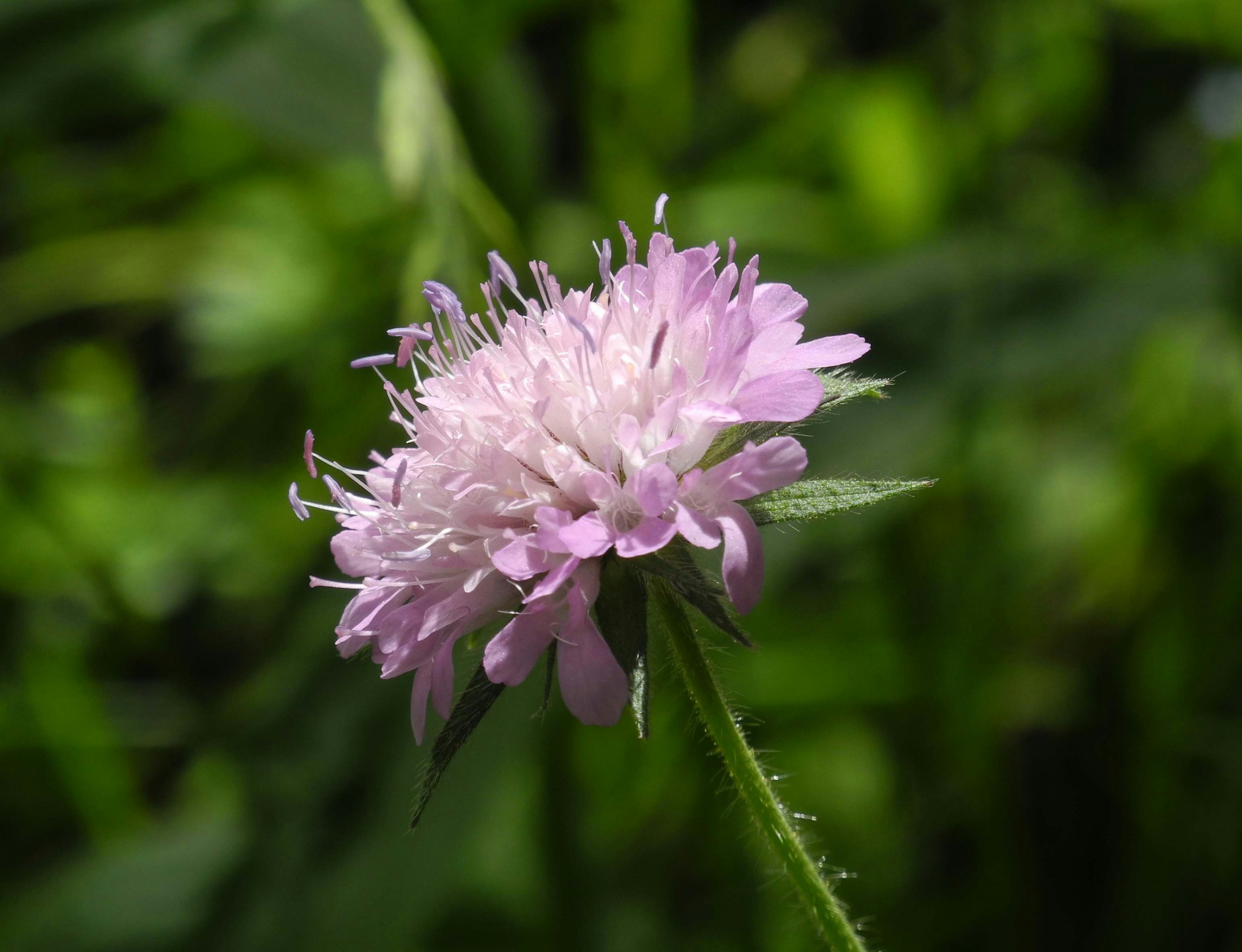 A delicate, pink flower blooms in the sunlight.