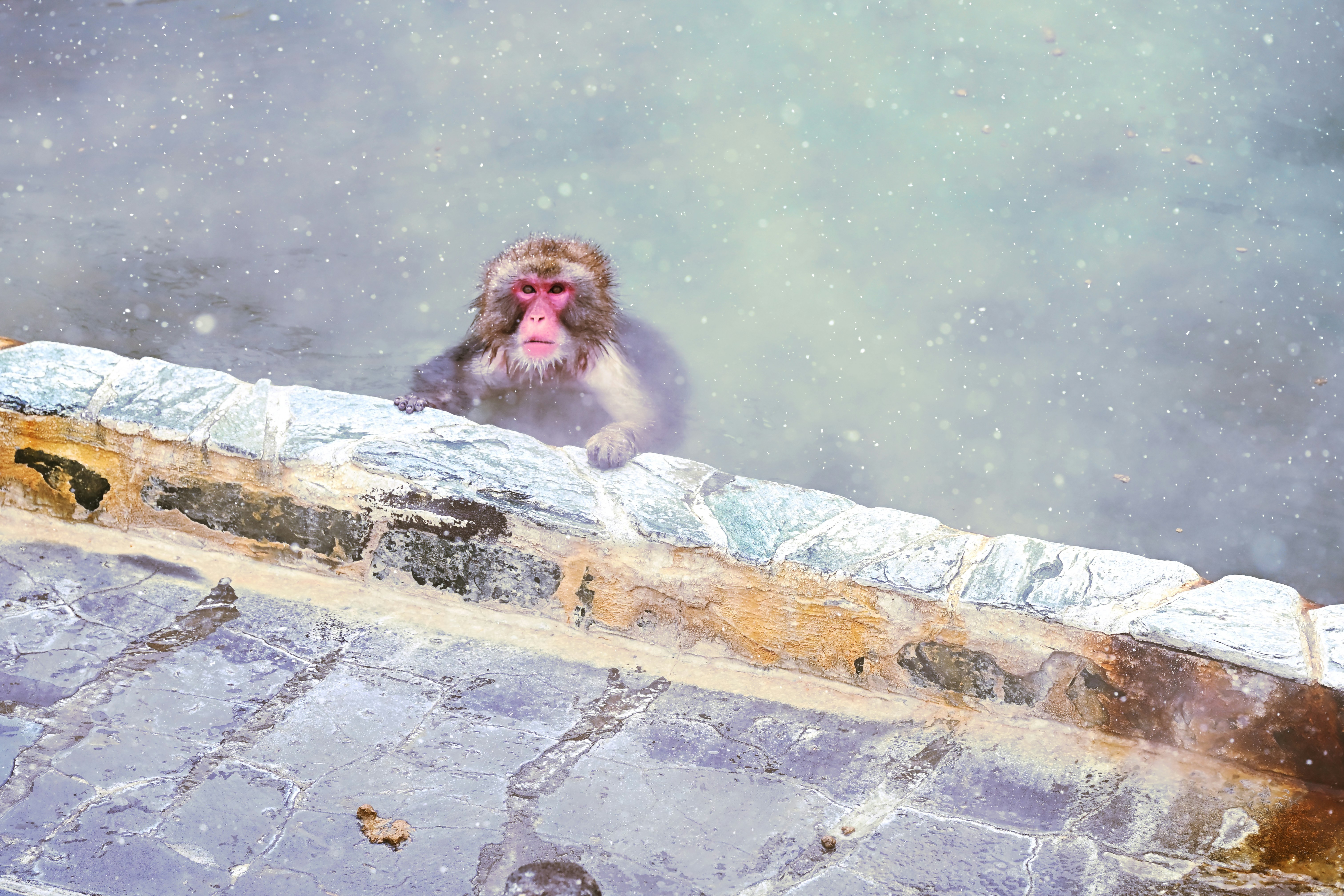 Monkey relaxes in a hot spring with steam.