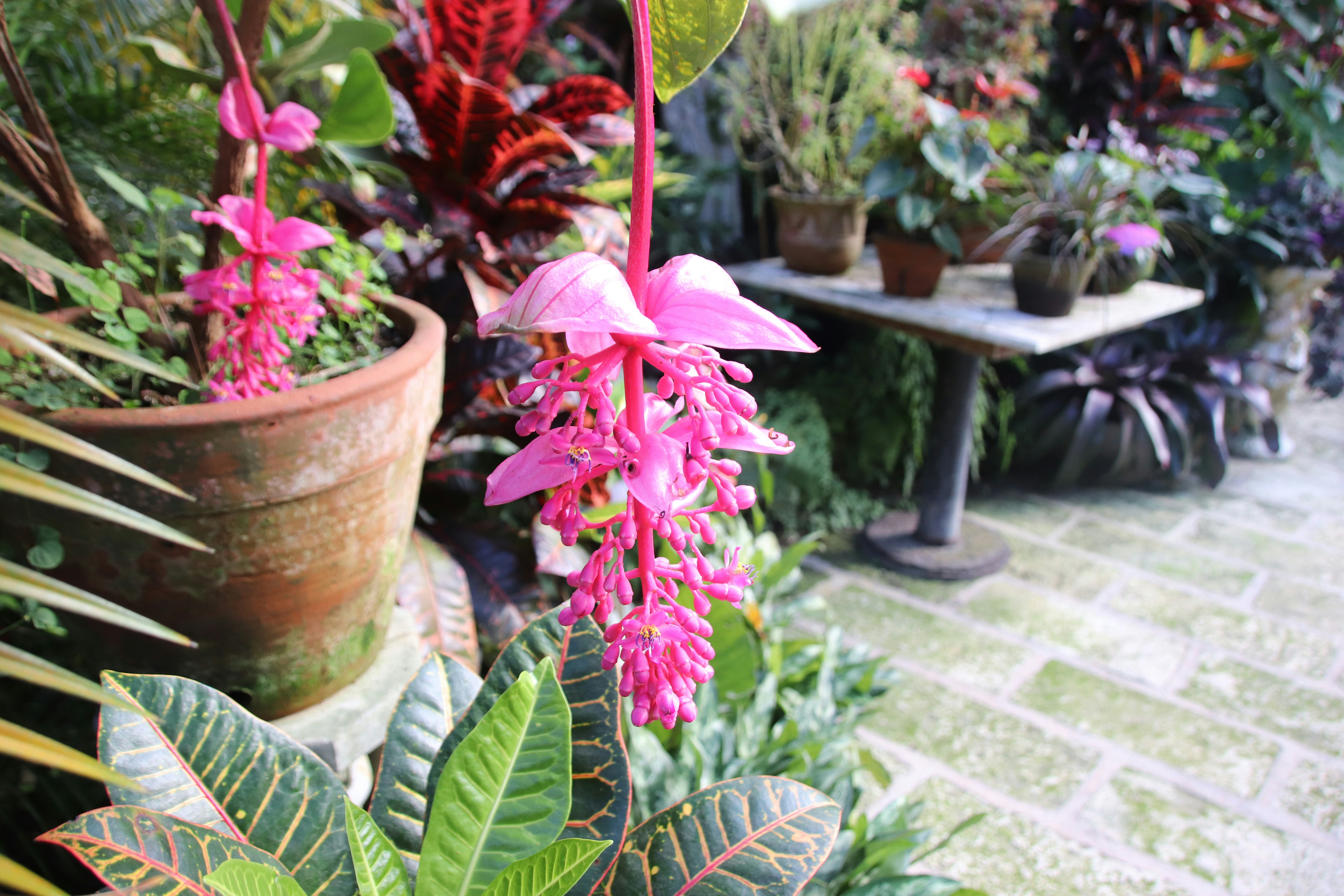 Orchid House