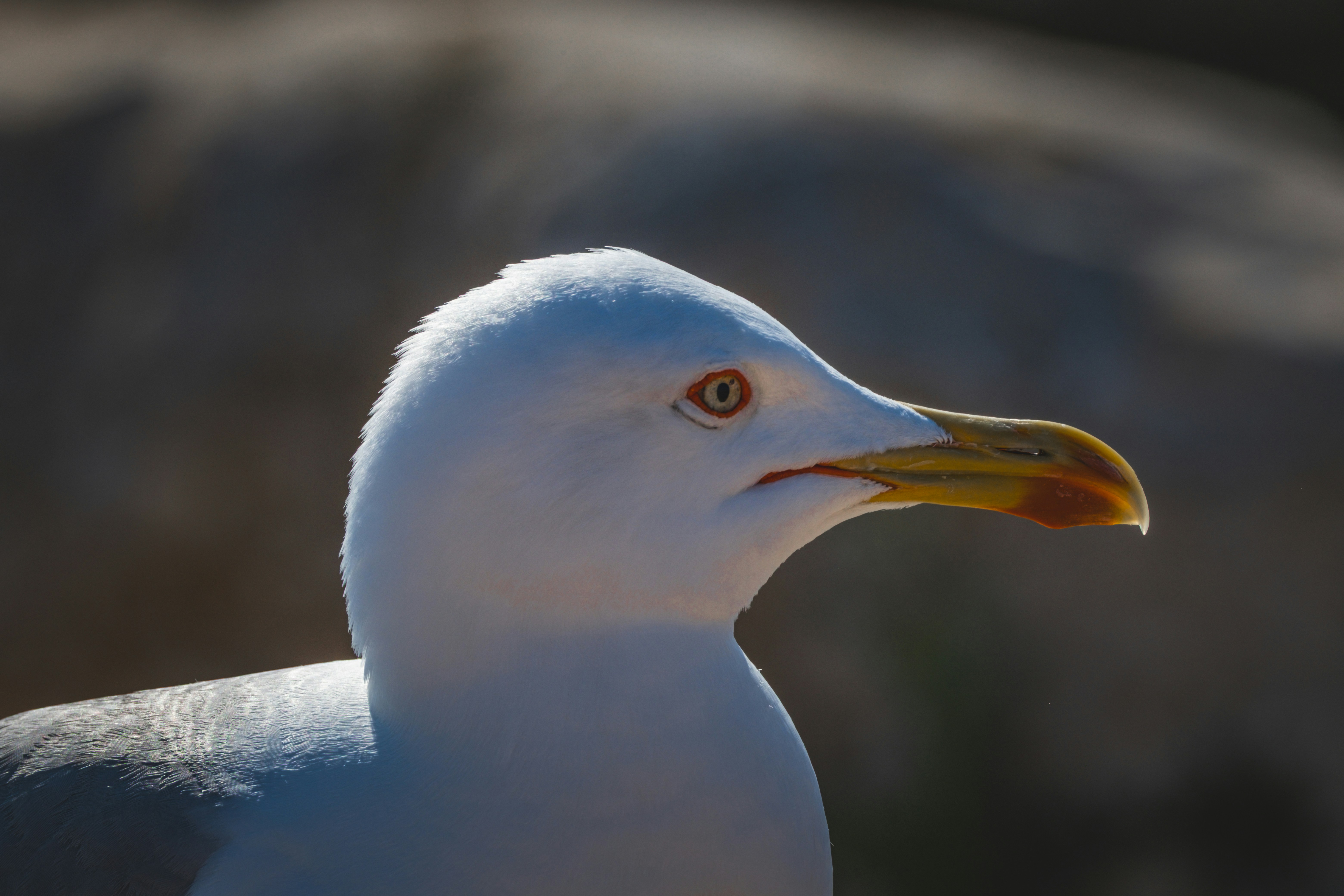 Photo by francesco_ungaro