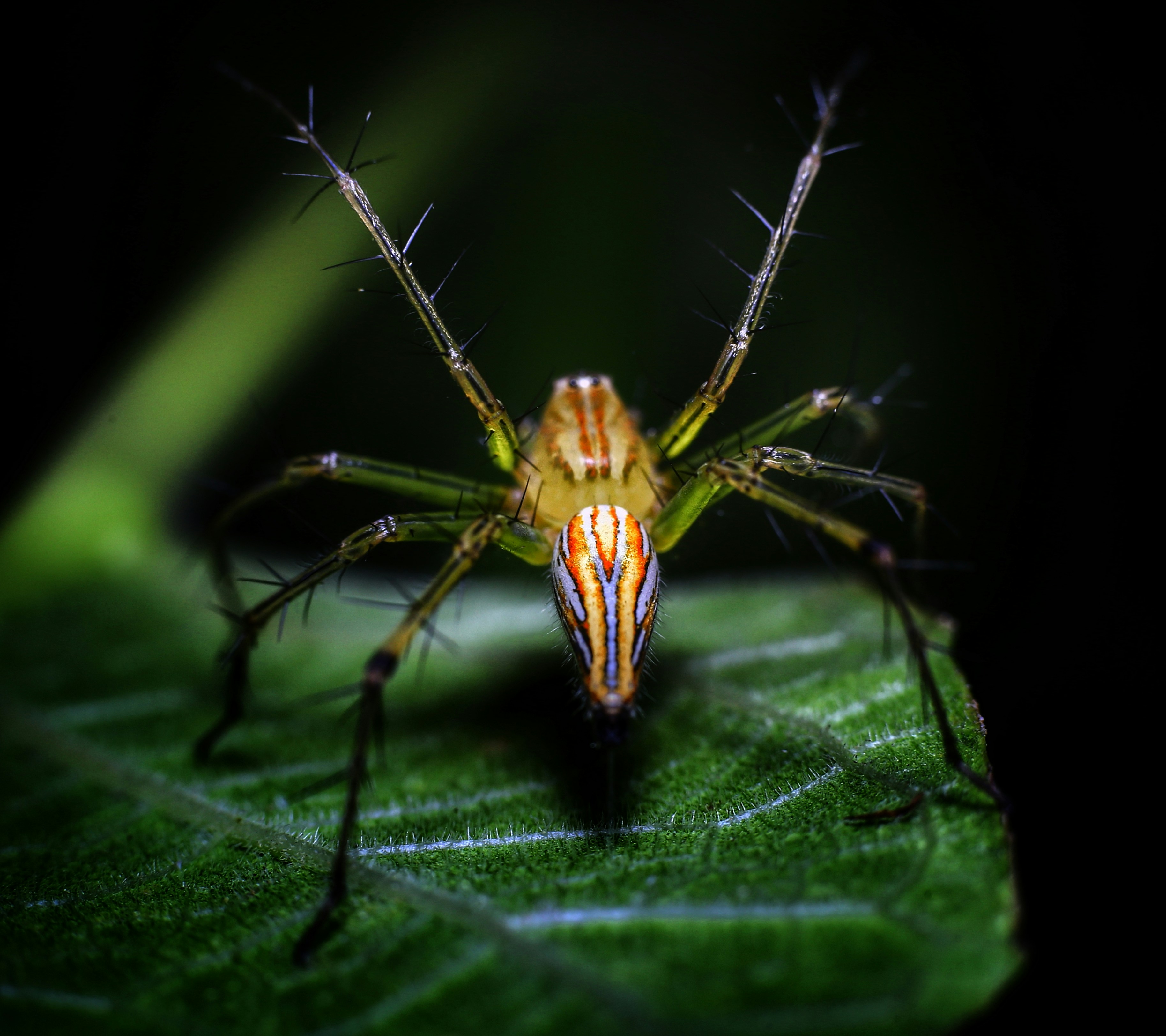 On the spider genus Spanioplanus (Araneae: Linyphiidae): three new species from Uruguay and Argentina