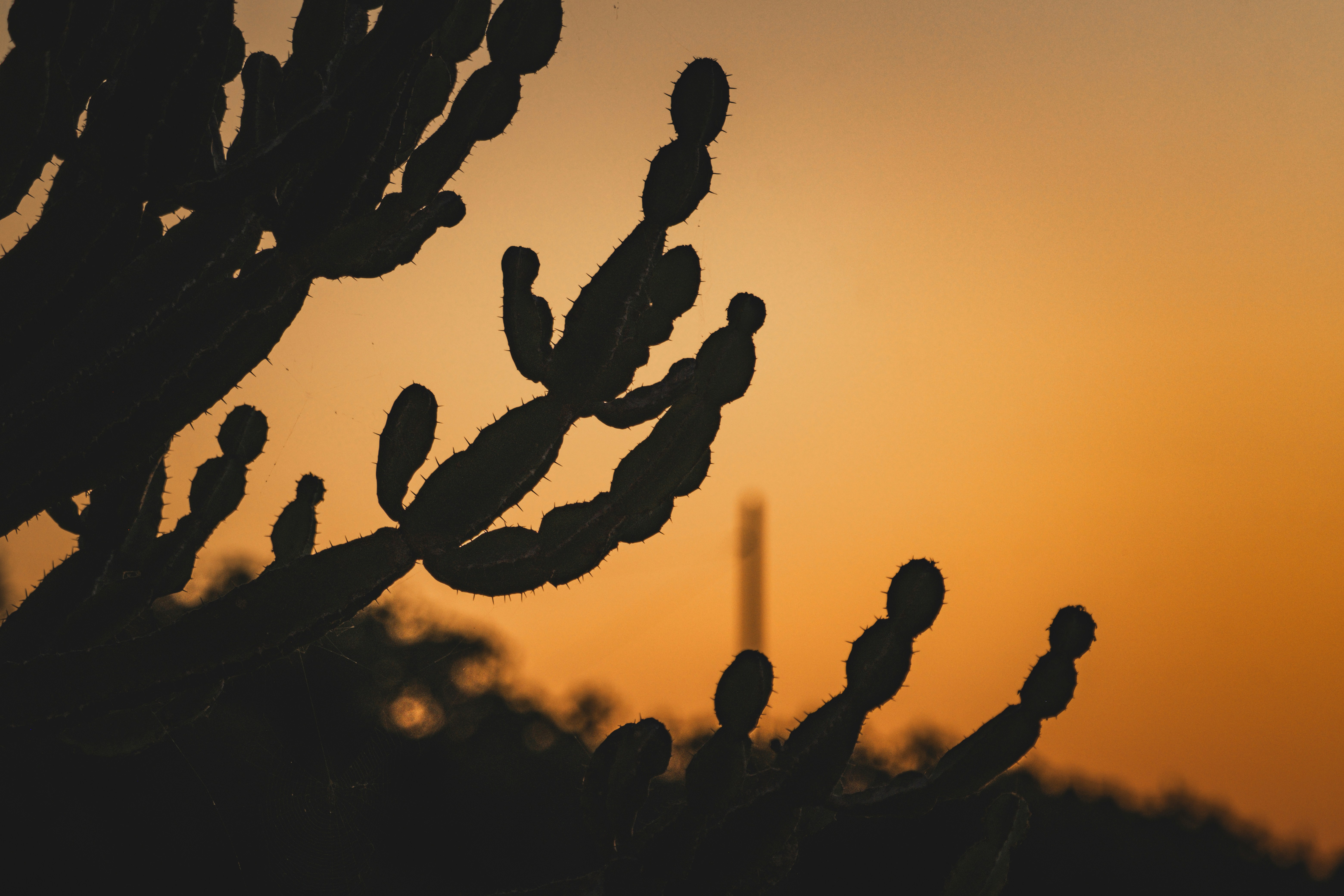 Photo by francesco_ungaro