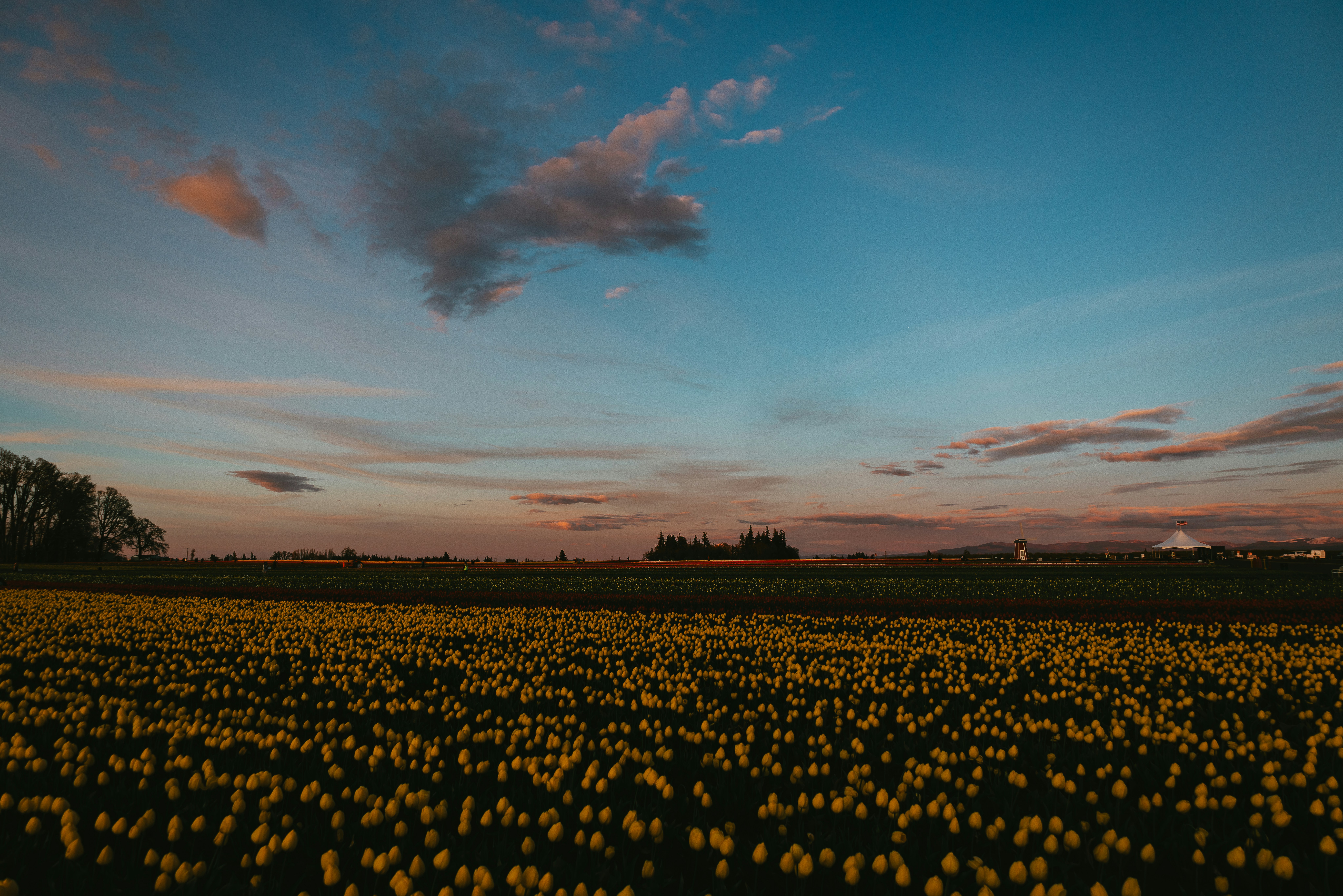 Field of yellow flowers under a sunset sky