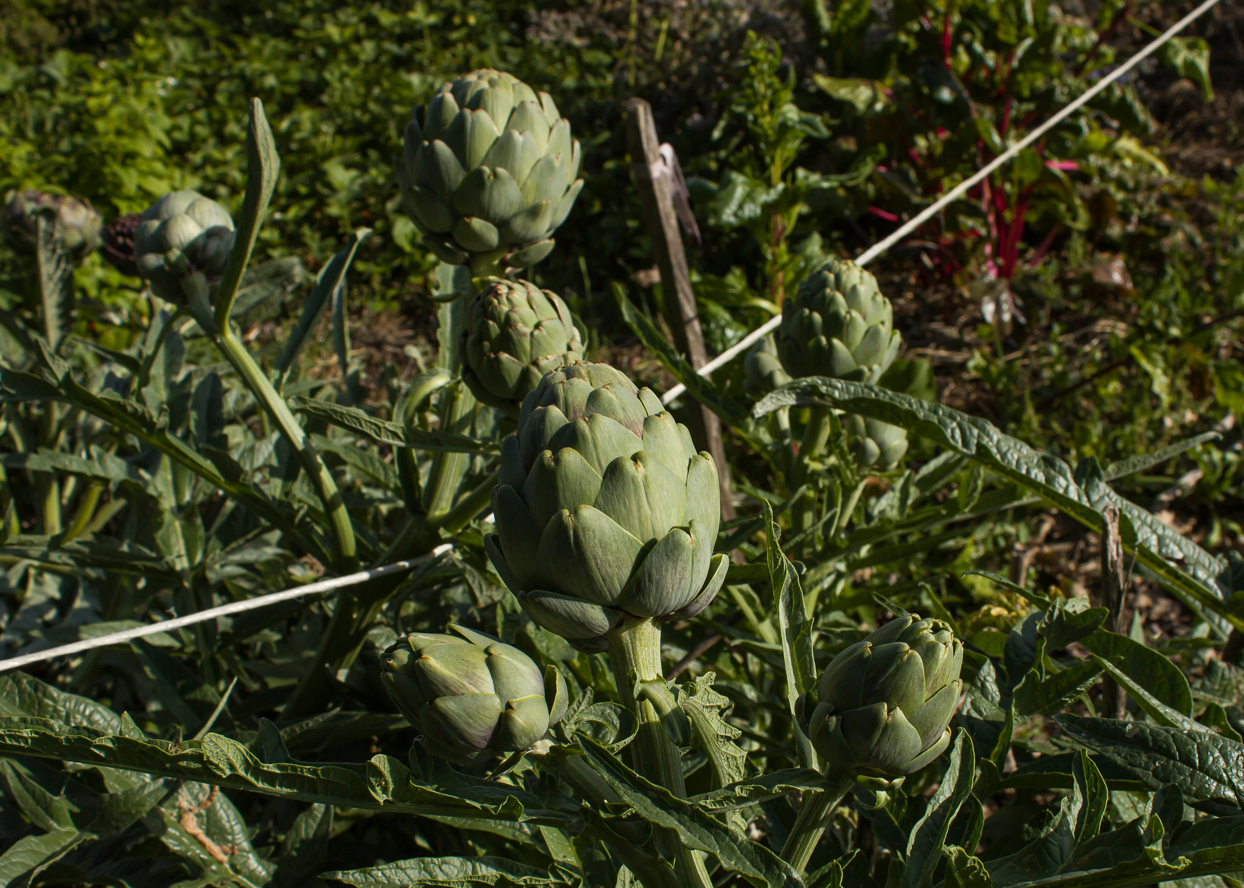 Artichokes growing in a garden.
