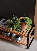 A plant and pet bowls rest on a wooden shelf.