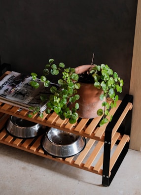 A plant and pet bowls rest on a wooden shelf.