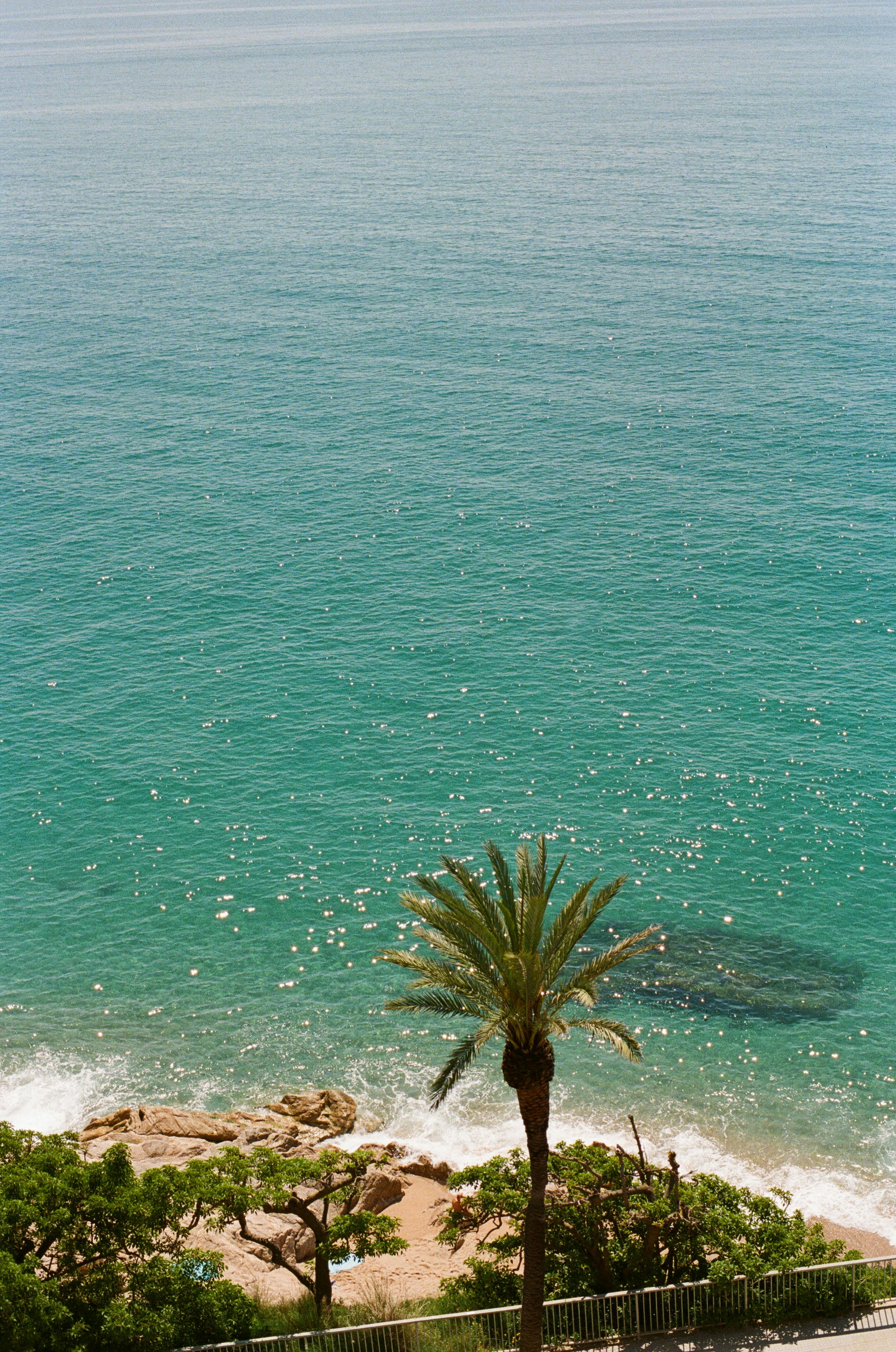 Palm tree stands near a beautiful turquoise ocean.