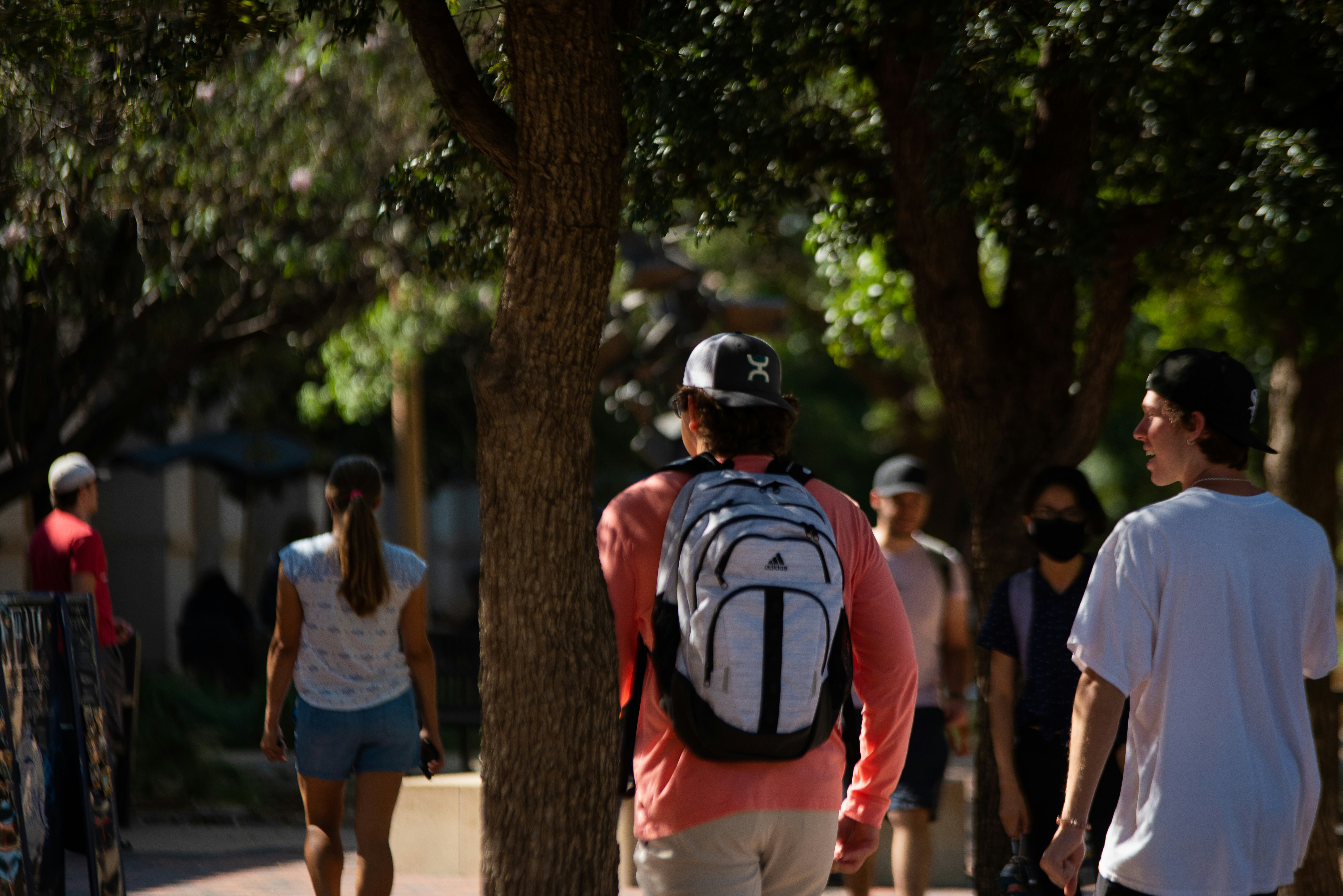 Students walk among trees on a sunny day.
