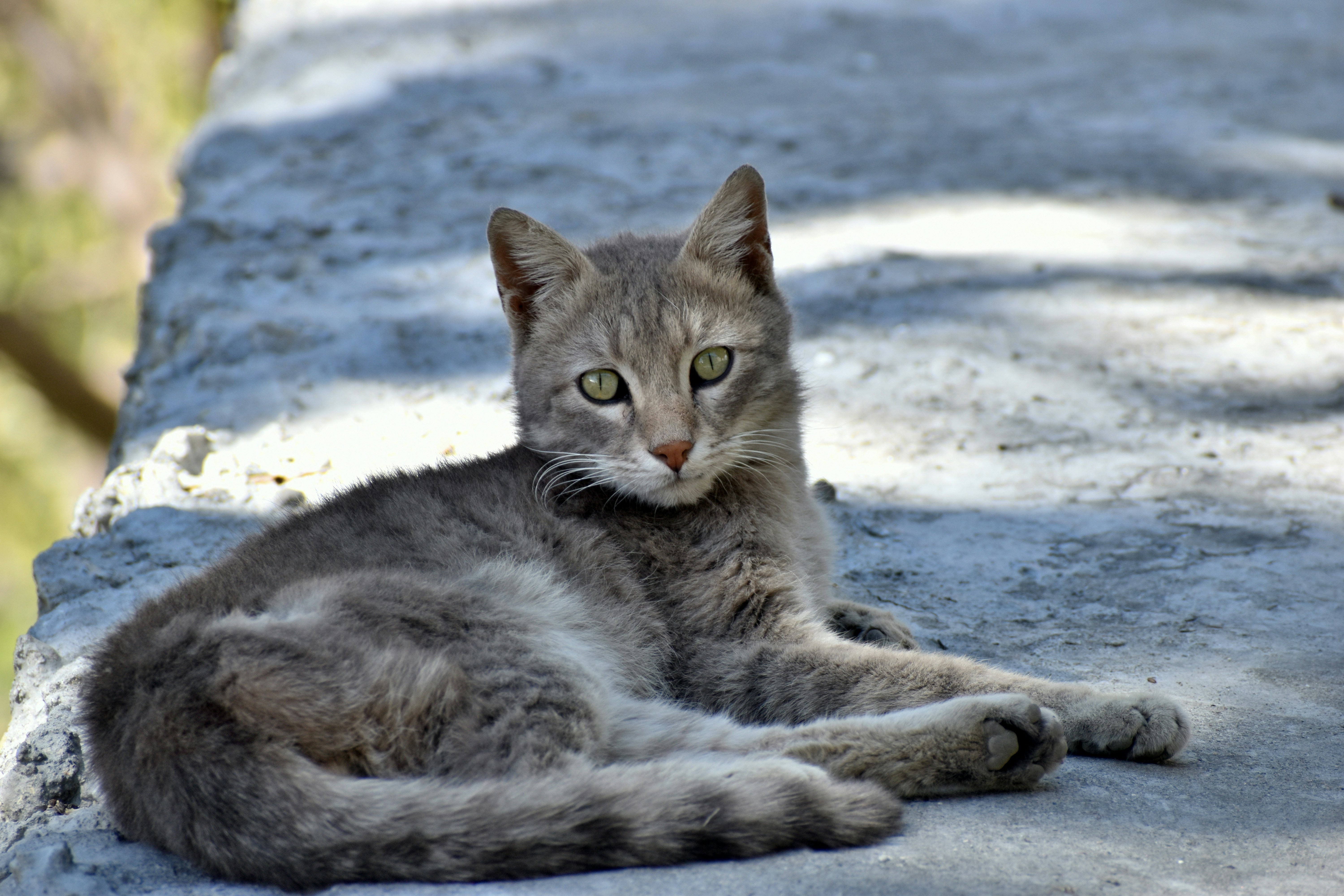 Photo by negiashish313