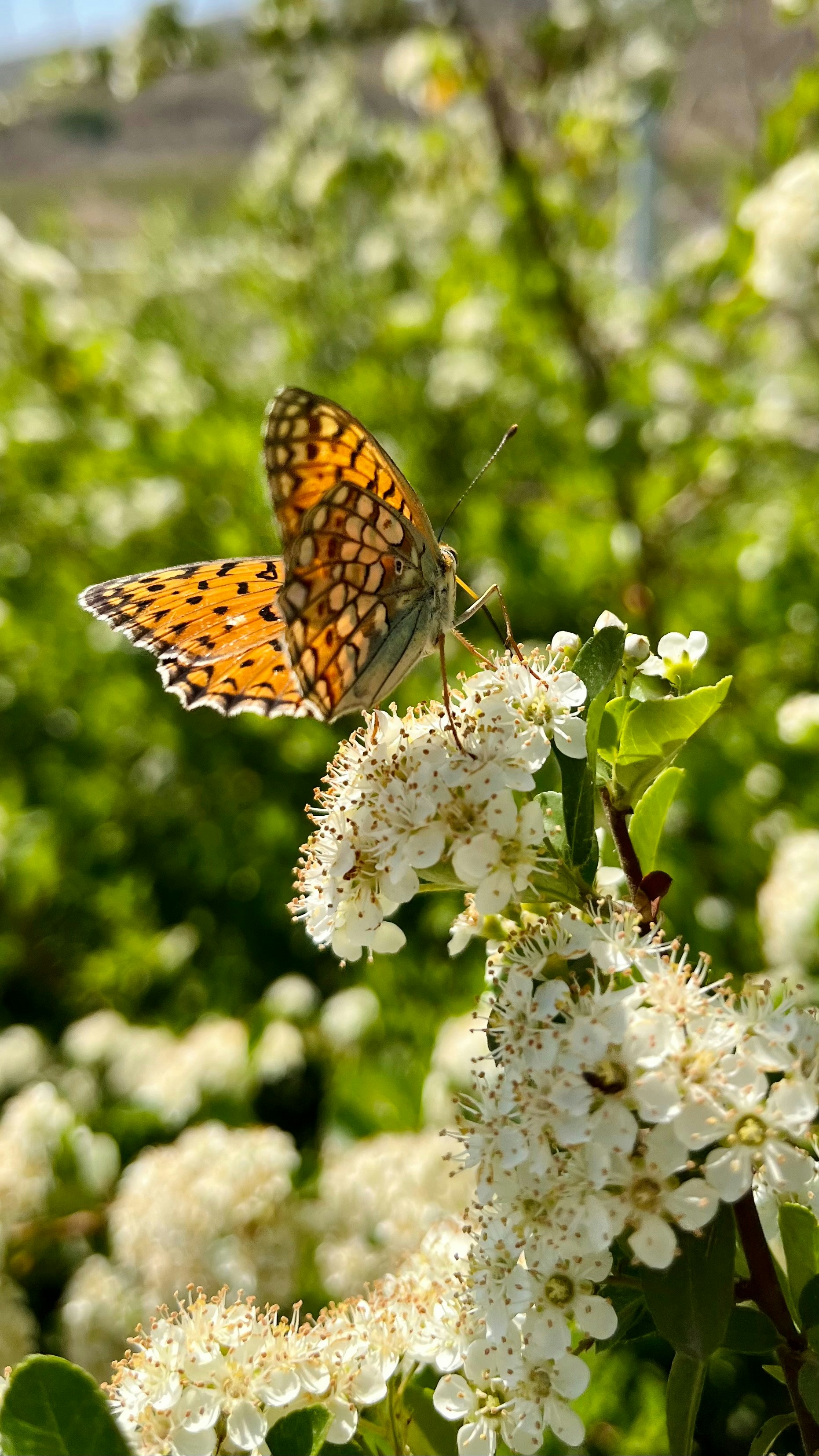 Photo by kimia_pakrah