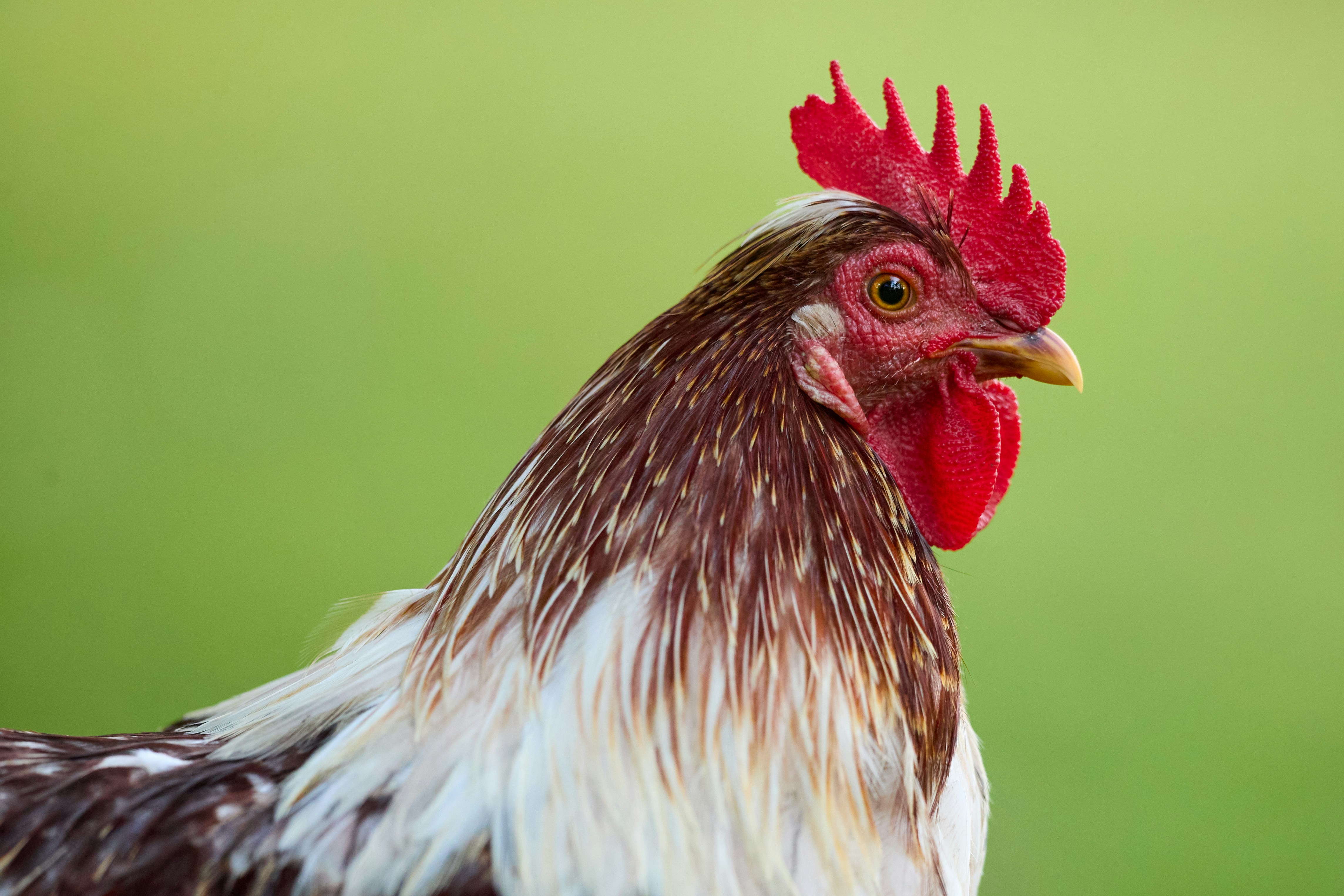 Photo by erwinbosman