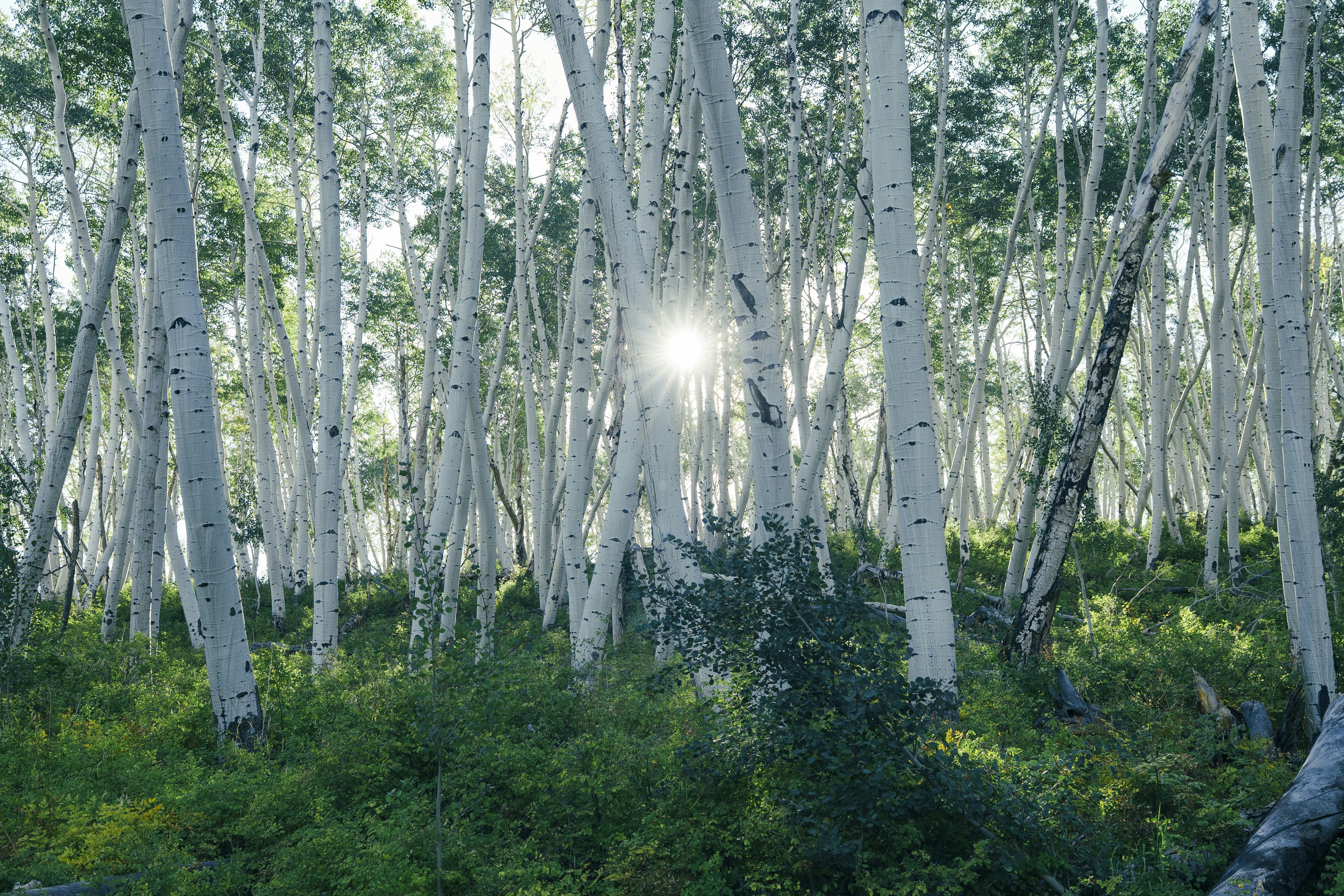Sunlight shines through a forest of white trees.