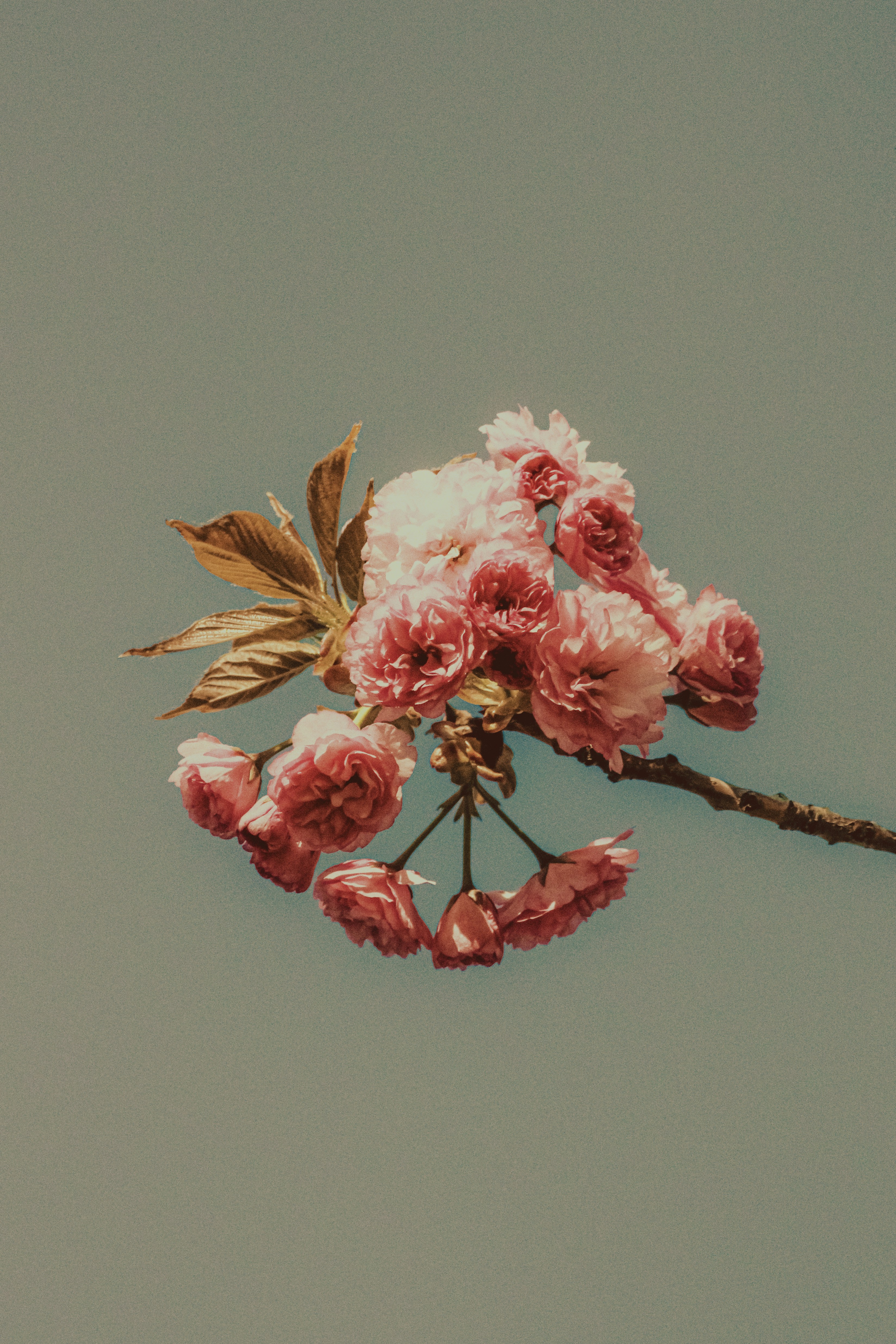 Photo by linusbelanger