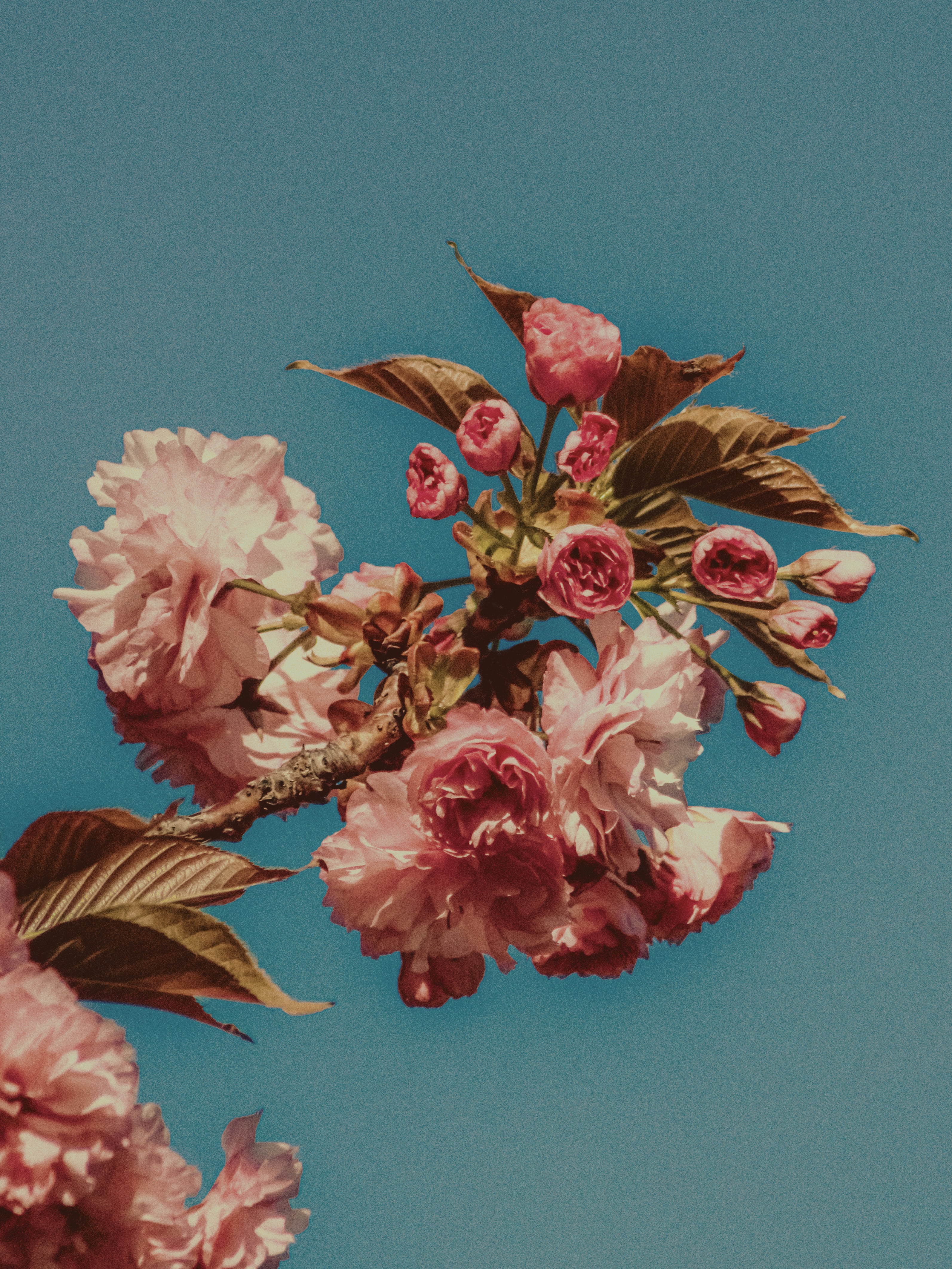 Photo by linusbelanger