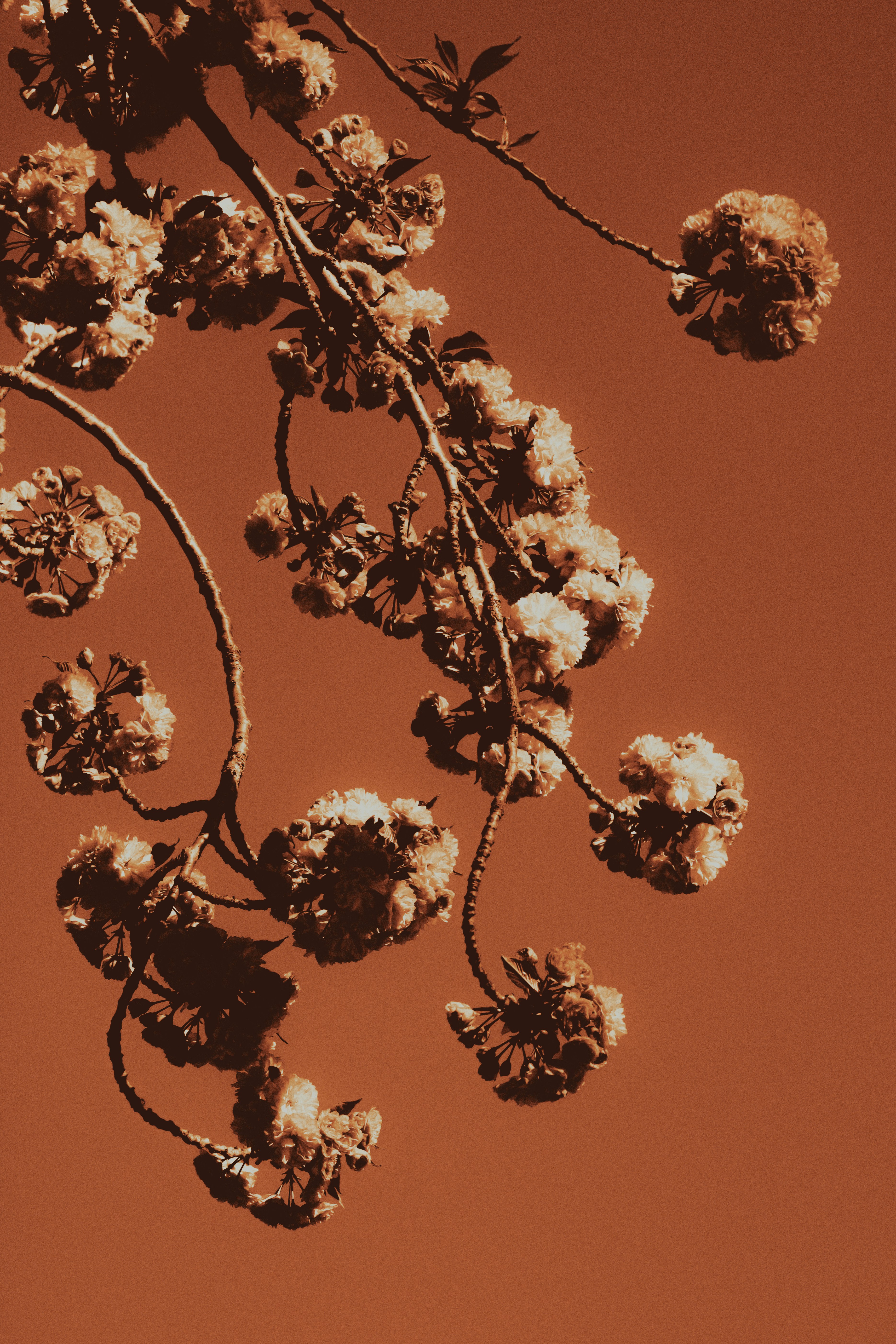 Cherry blossoms in a sepia tone against the sky.