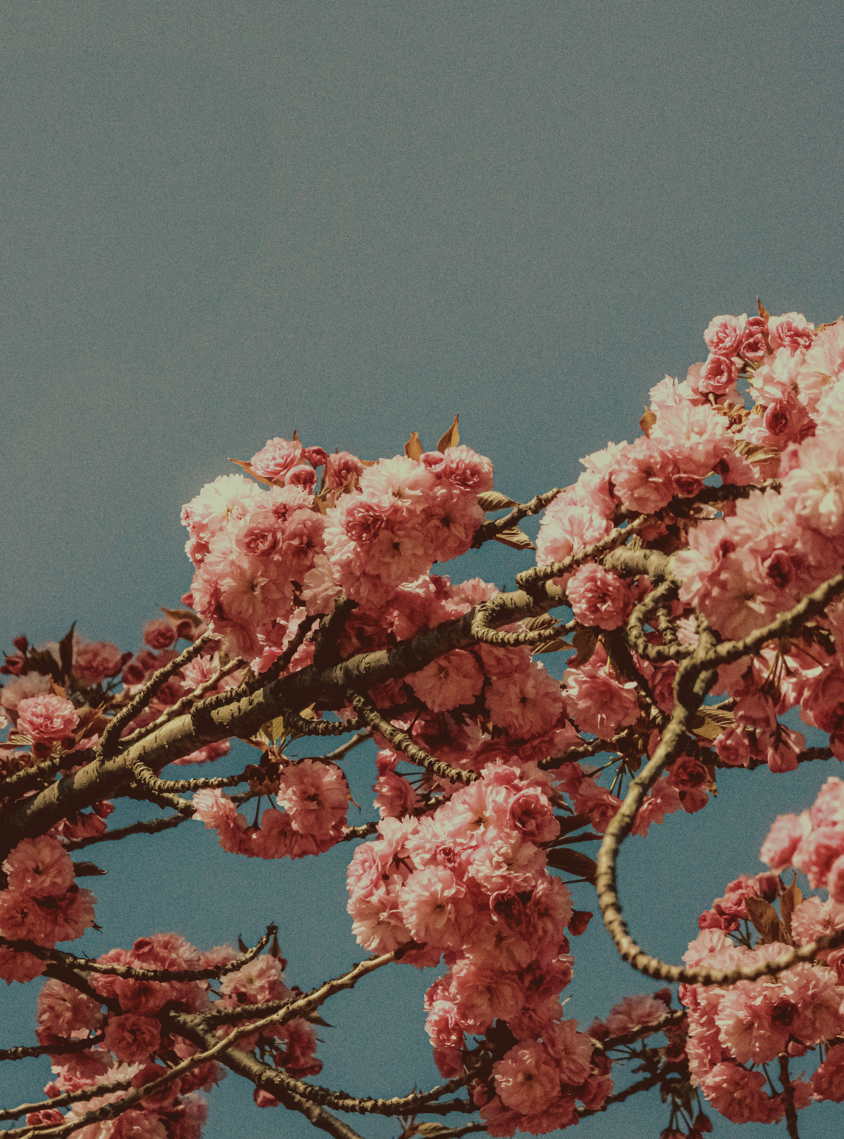 Photo by linusbelanger