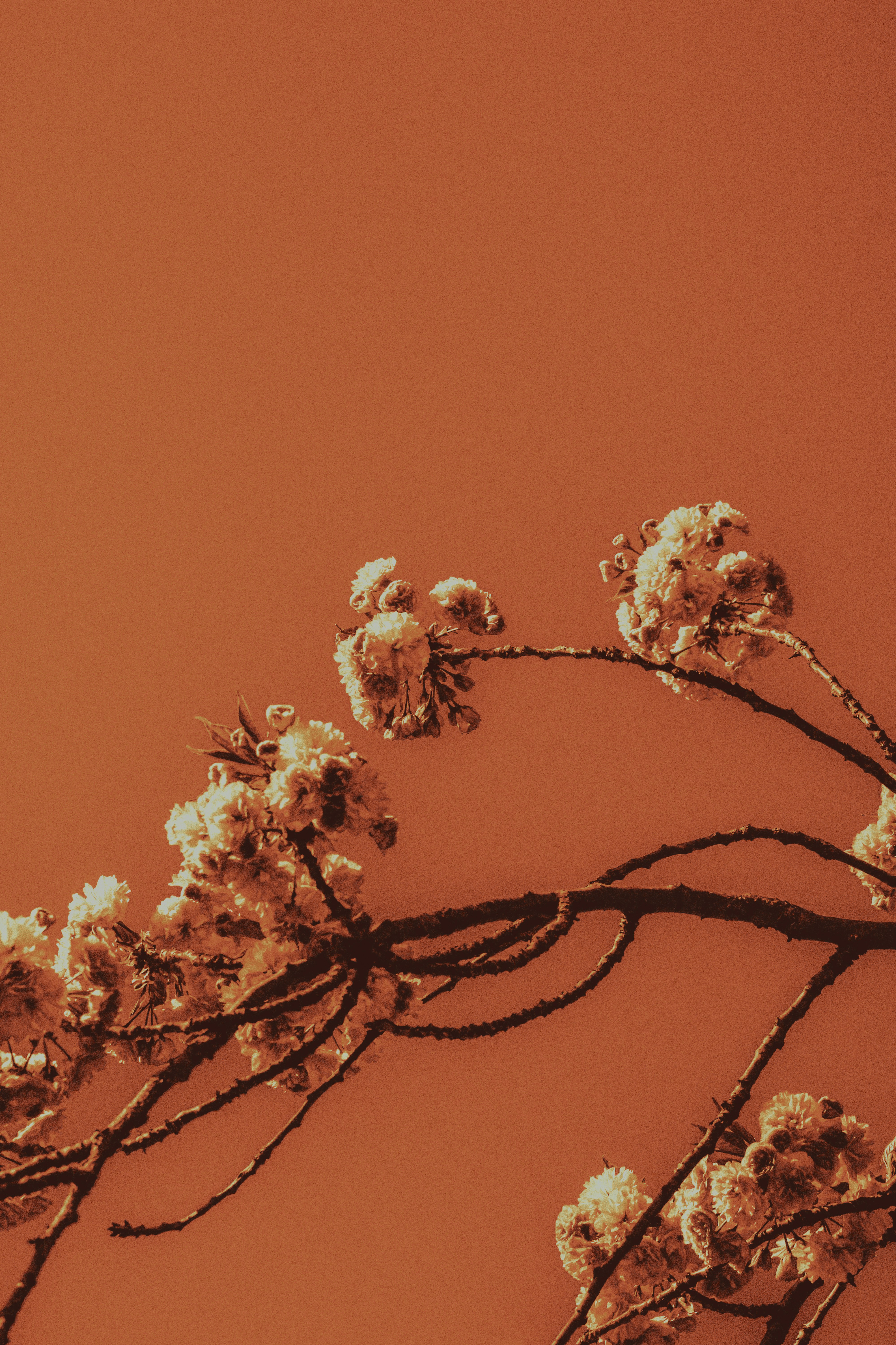 Photo by linusbelanger