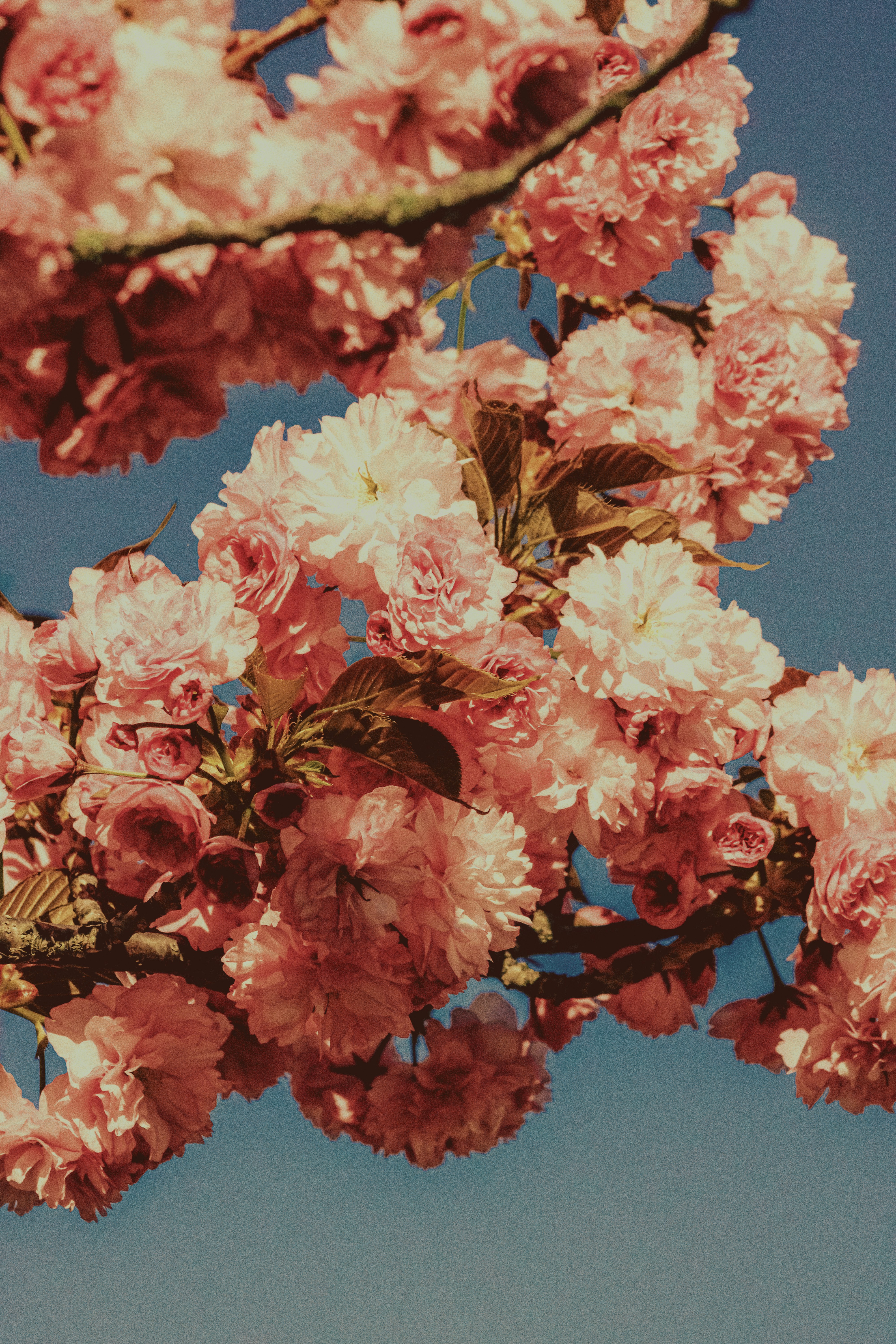 Photo by linusbelanger