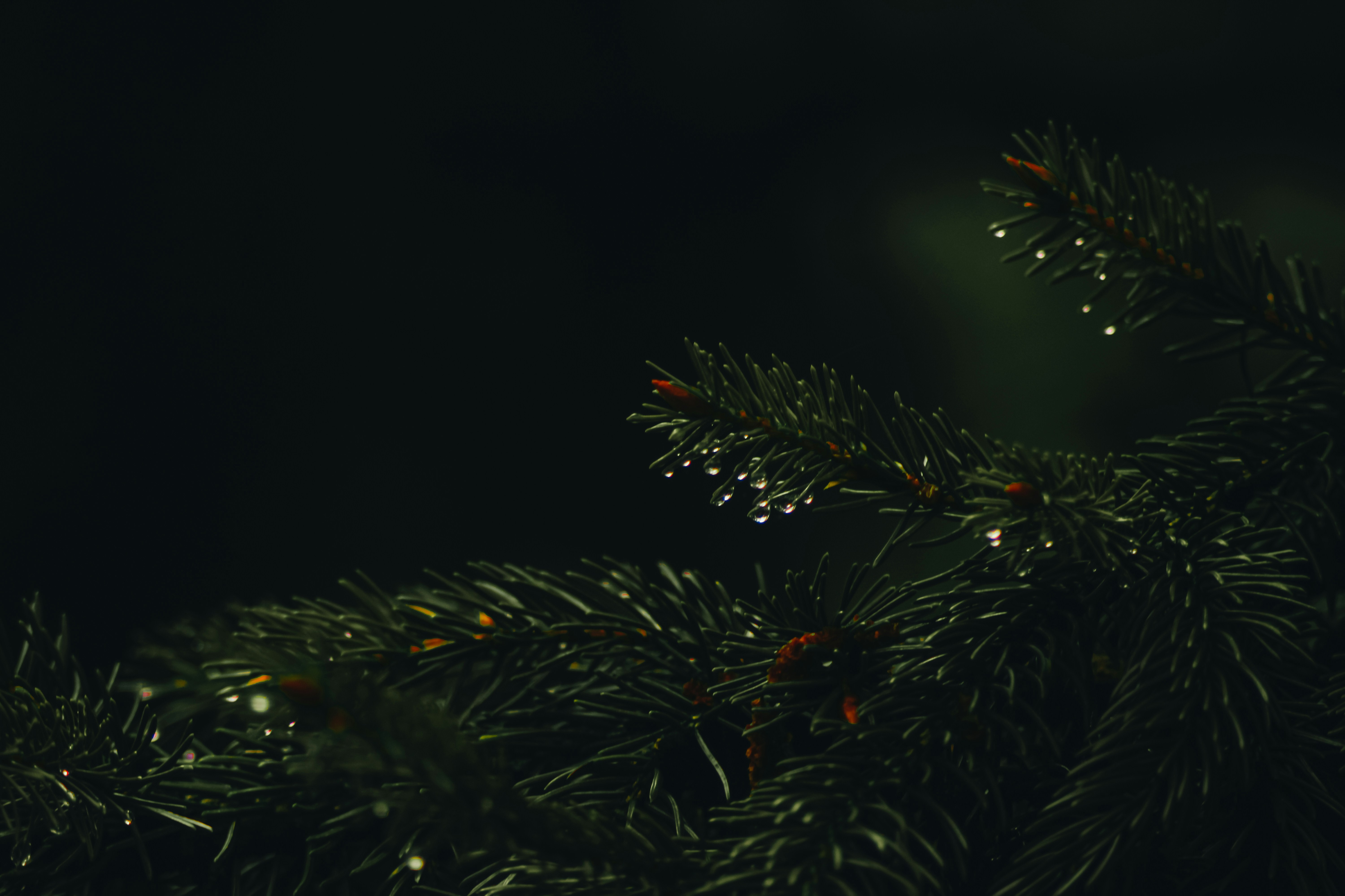 photo-1748017078443-87f06bebe91d?ixid=M3wxMjA3fDB8MXxzZWFyY2h8M3x8bGF3bGVzcyUyMHNlYXNvbnxlbnwwfHx8fDE3NjM0MjkwNTJ8MA\u0026ixlib=rb-4.1.0