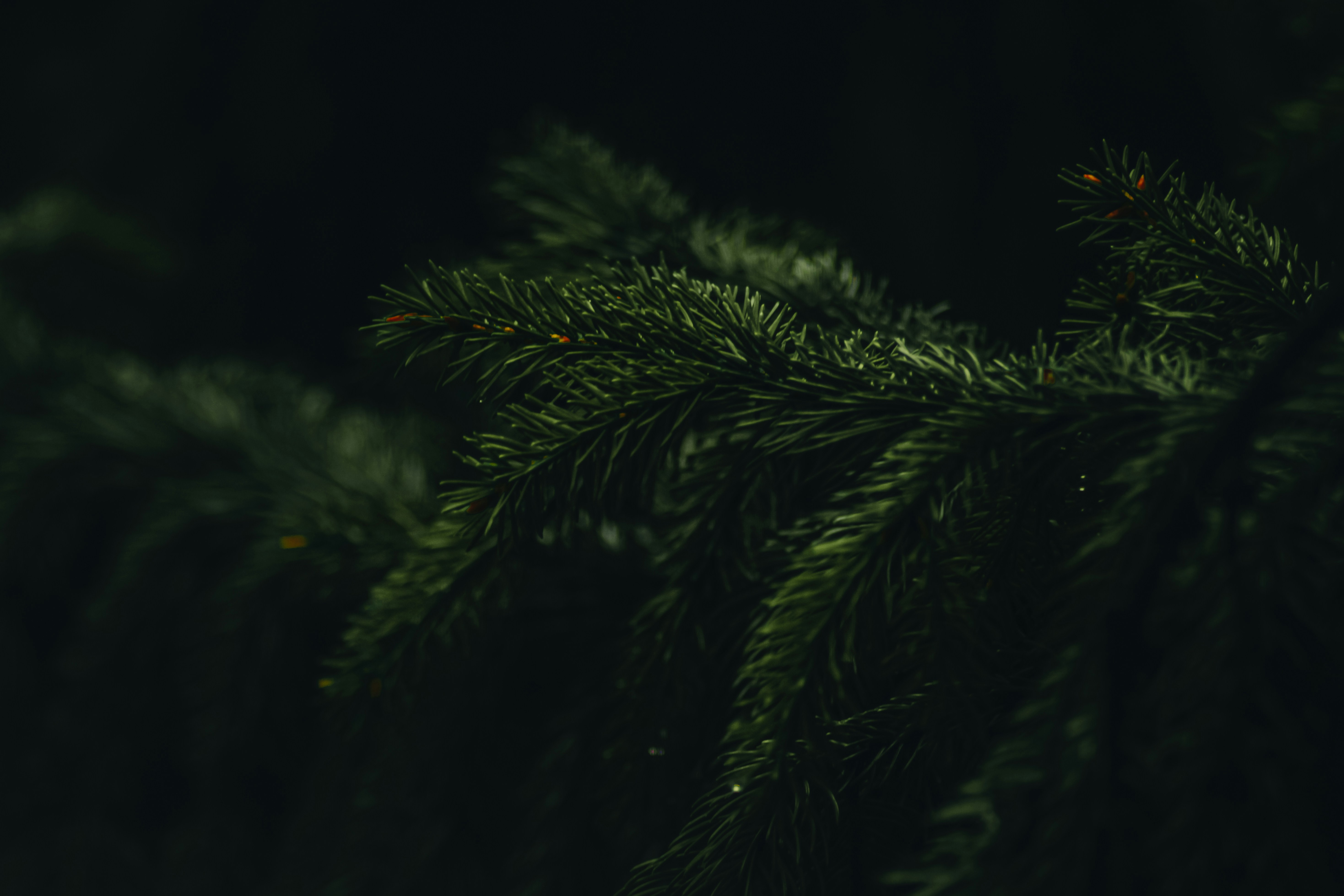 Photo by mineral_of_demon